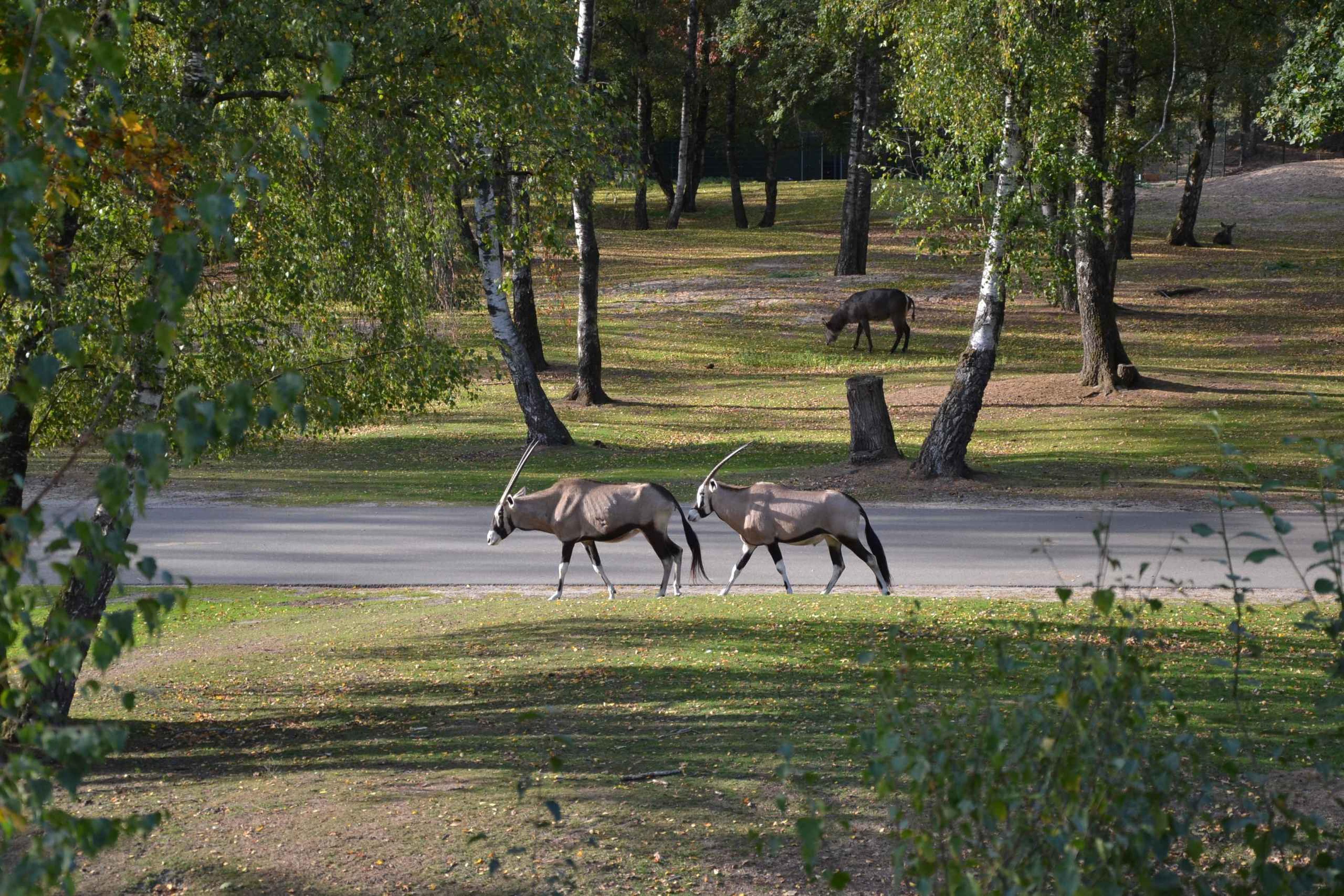 Herfst autosafari met de gemsbok in Safaripark Beekse Bergen