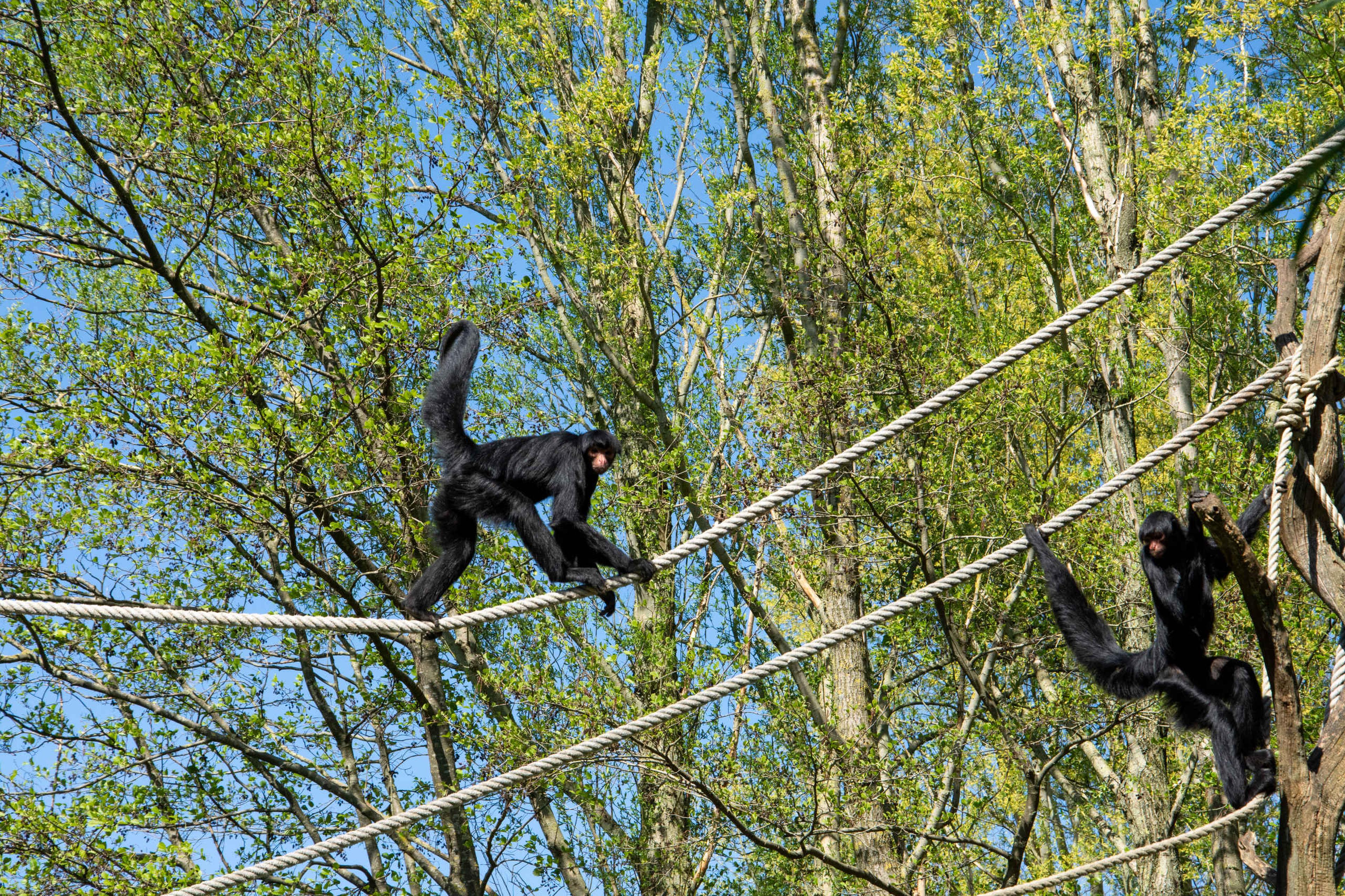 twee slingerapen in de touwen van hun verblijf bij ZooParc Overloon