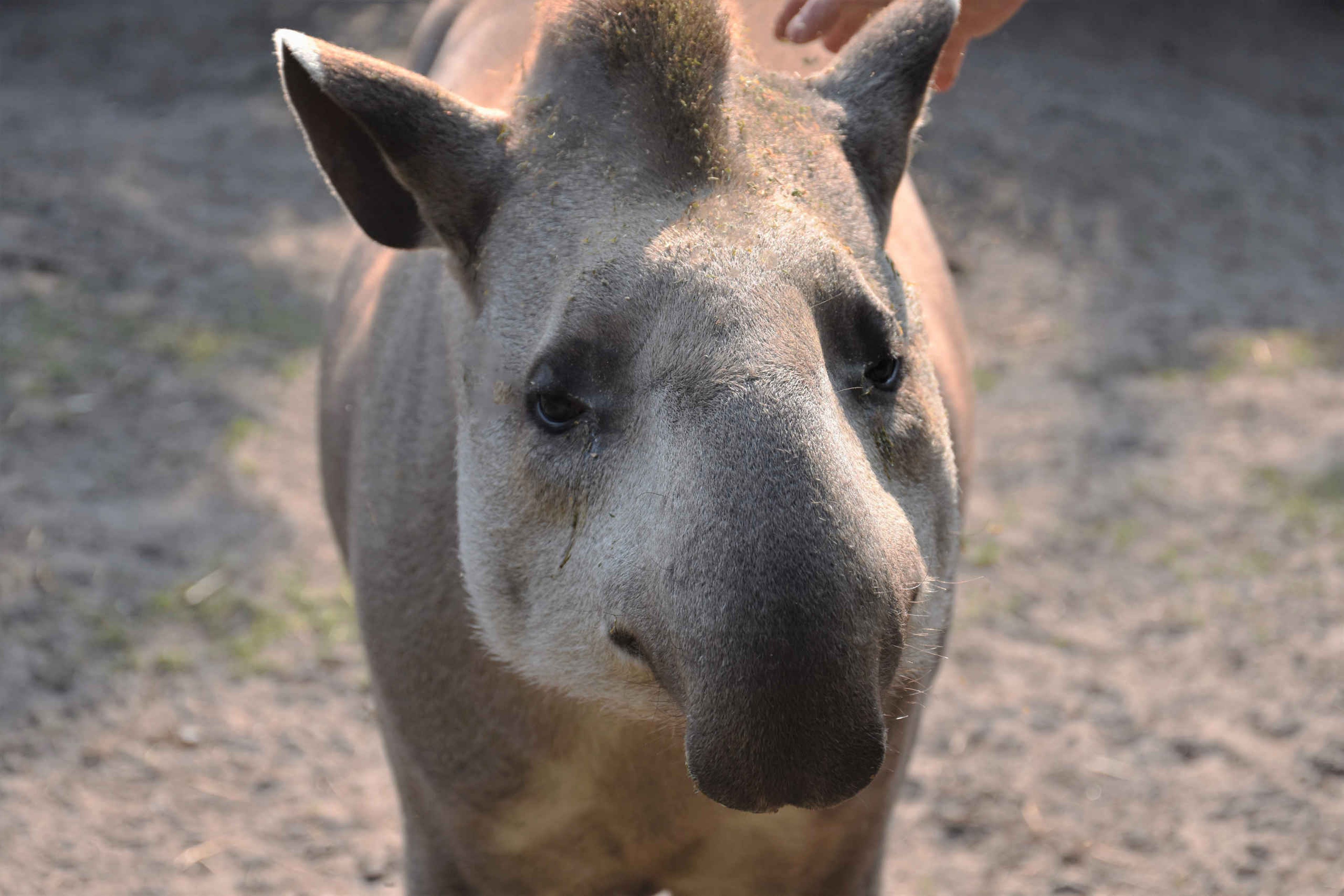 Een close-up van een tapir in ZooParc Overloon