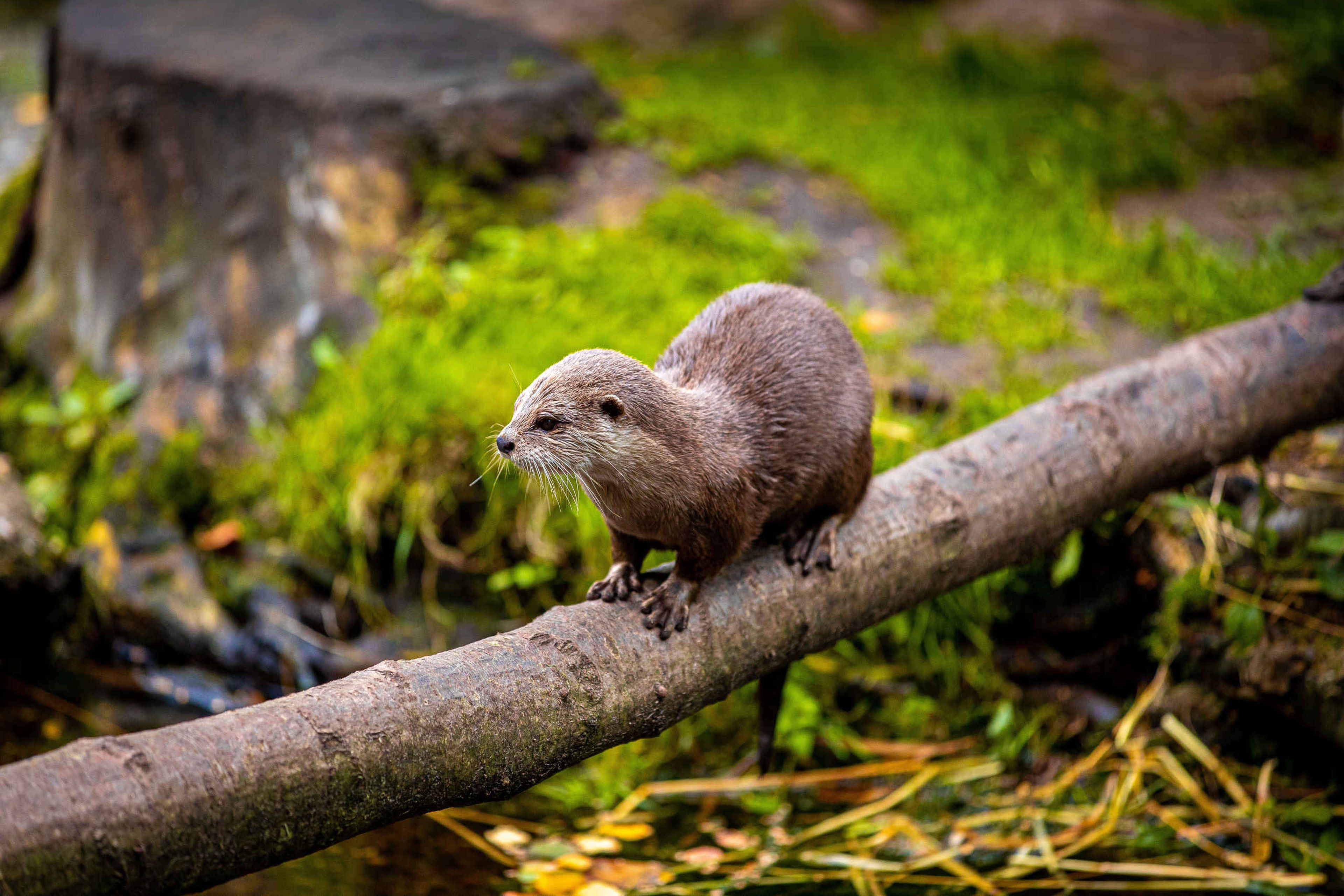 Kleinklauwotter op boomstronk AquaZoo Leeuwarden