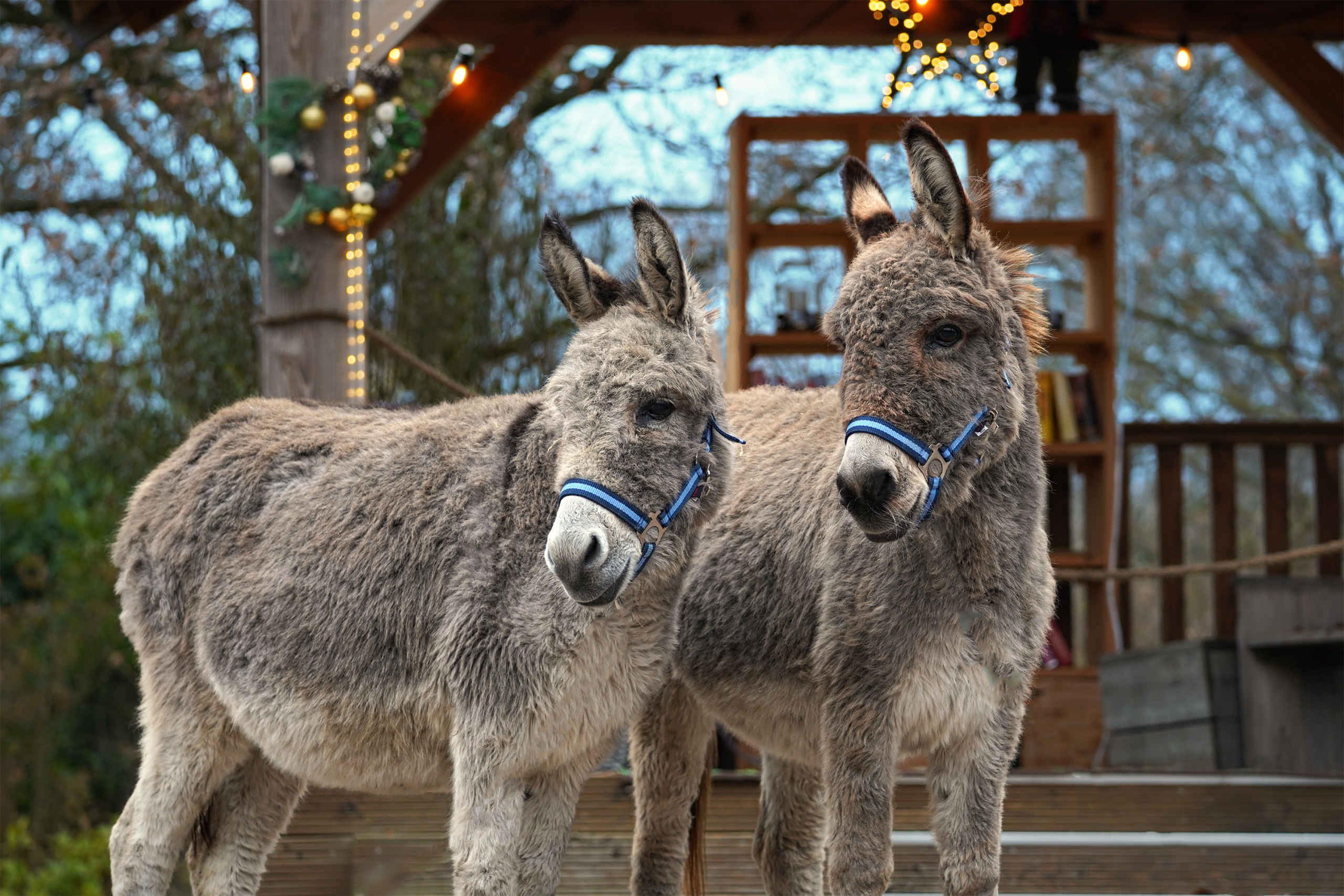 Twee ezels staan in de winter in de wei bij Vakantiepark Dierenbos.