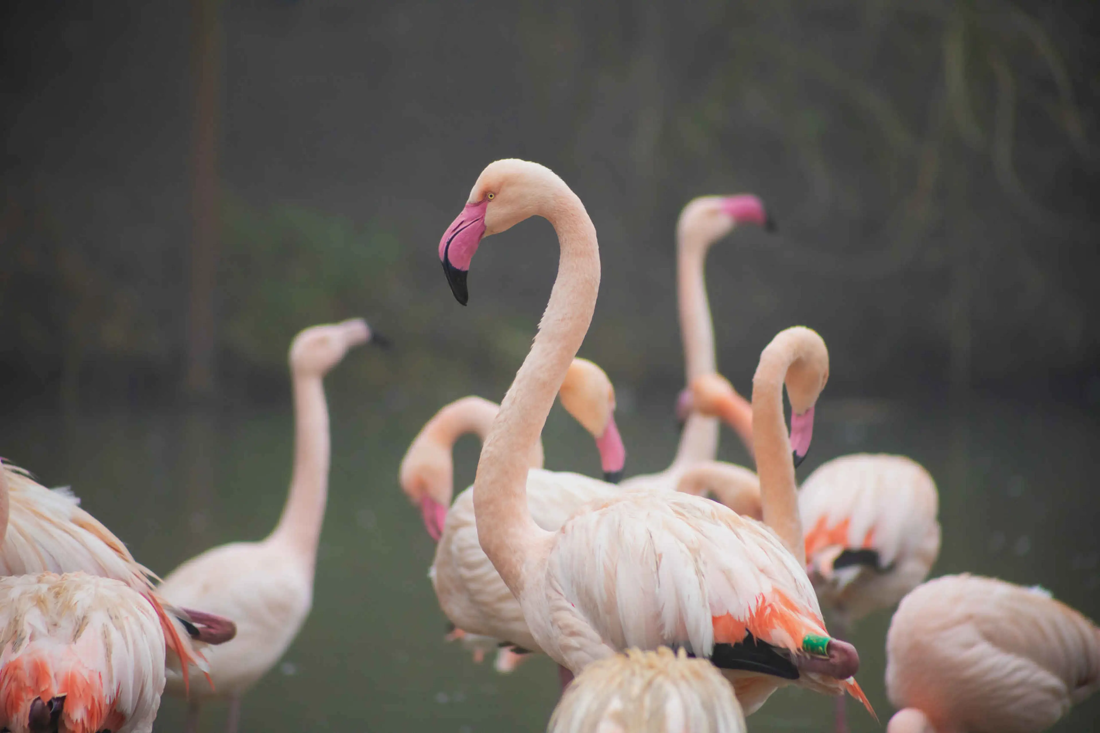 Flamingo's in het najaar in Eindhoven Zoo