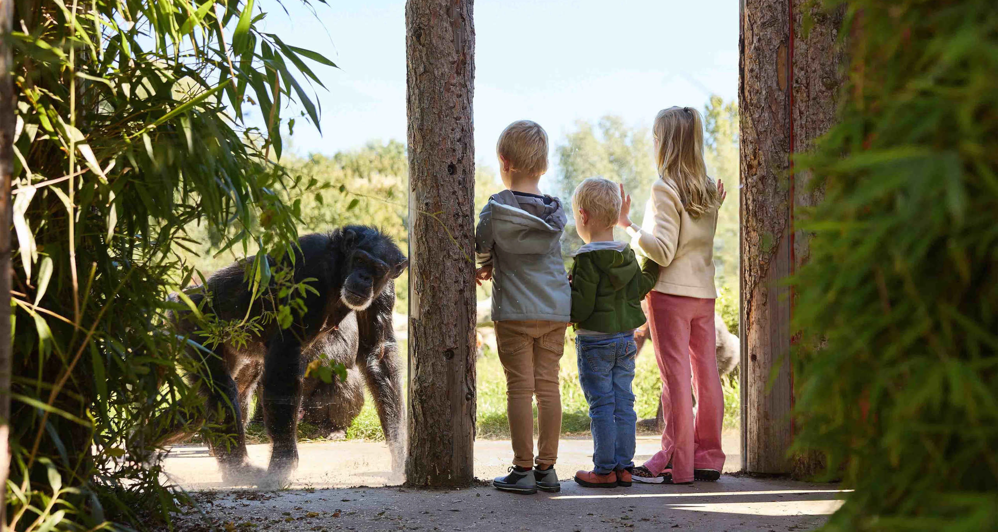 Kinderen bij een chimpansee in dierentuin Eindhoven Zoo in Brabant