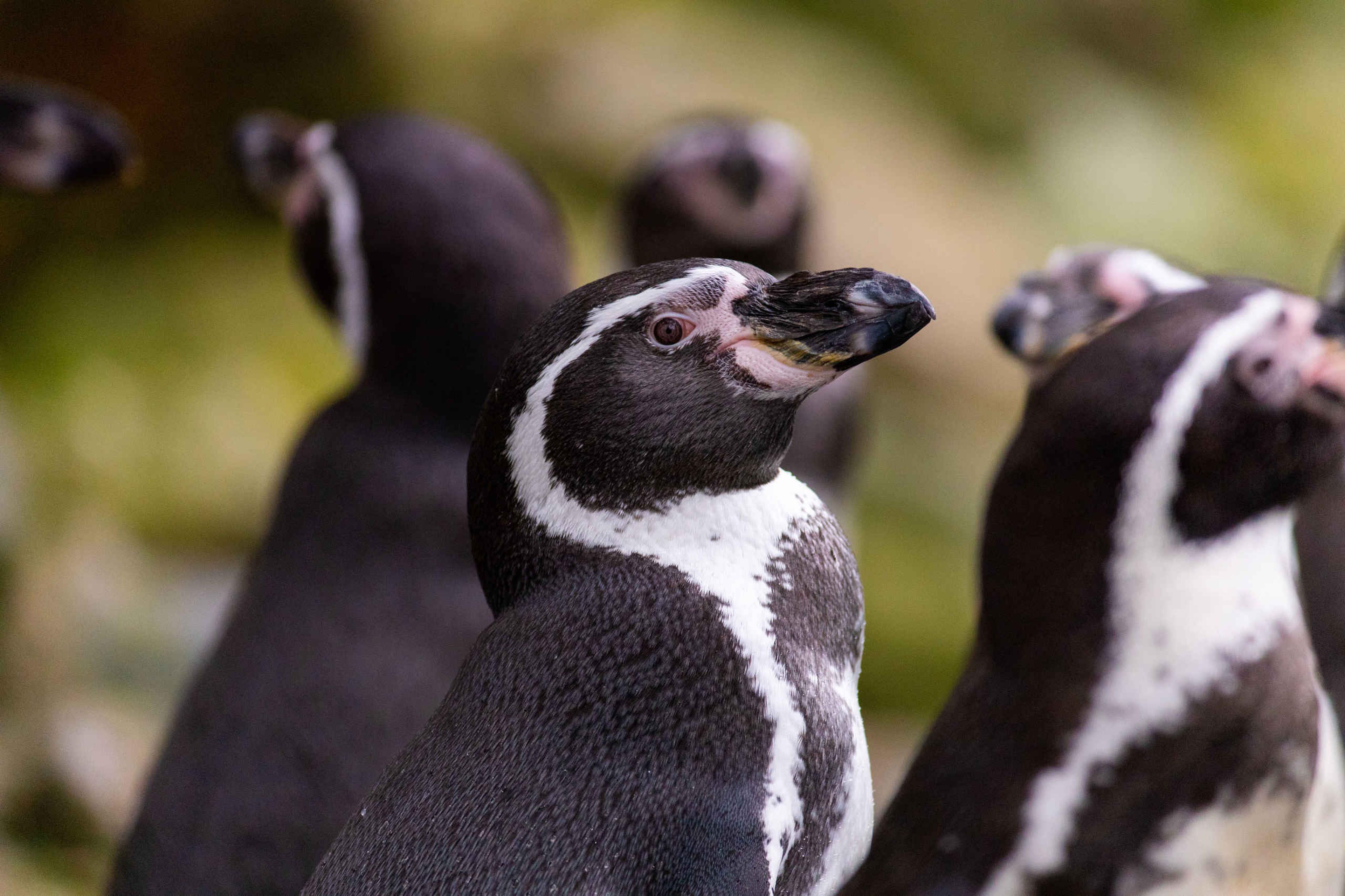 Close-up van een Humboldt Pinguin in AquaZoo Leeuwarden