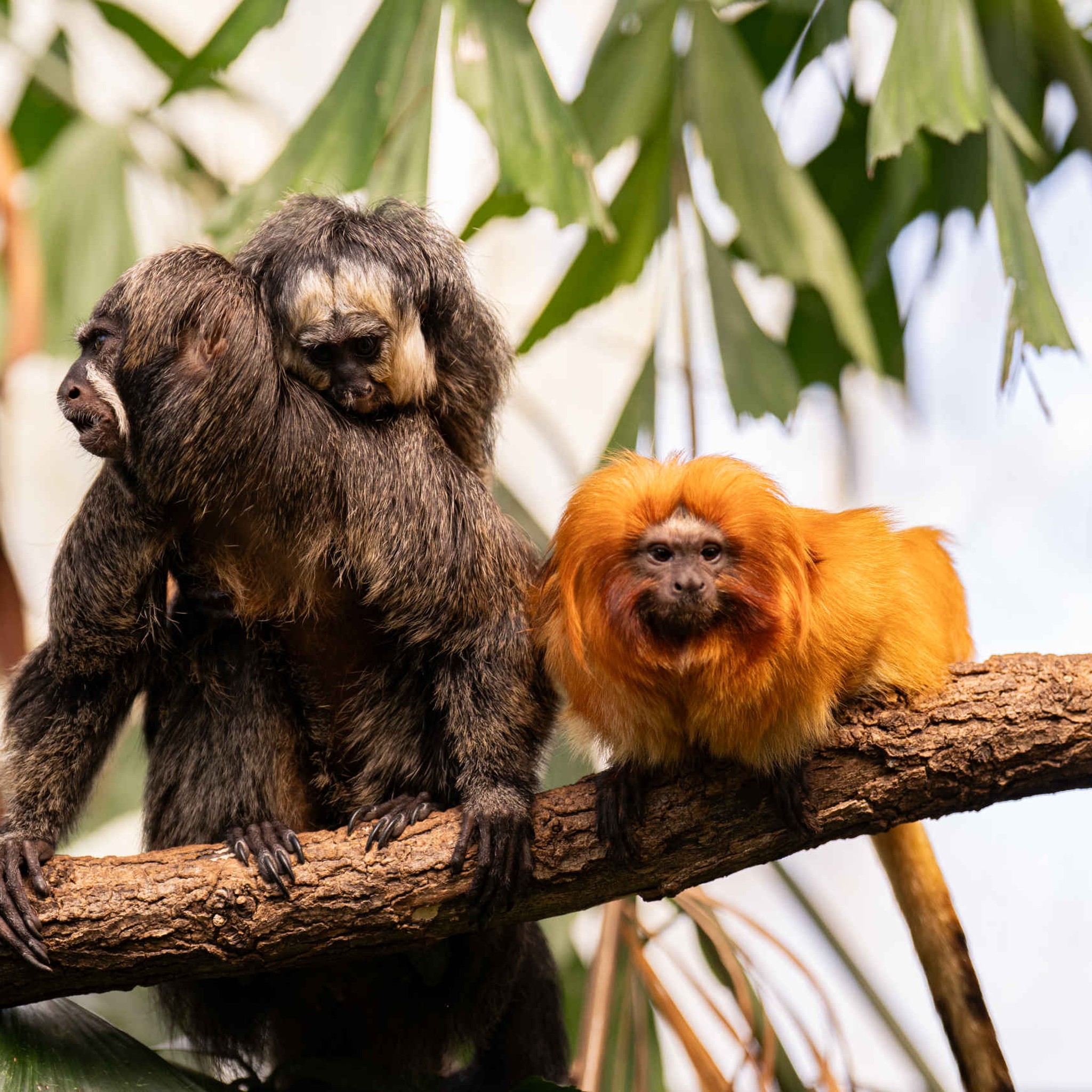Twee witgezichtsaki's en een gouden leeuwaapje op een tak in ZooParc Overloon