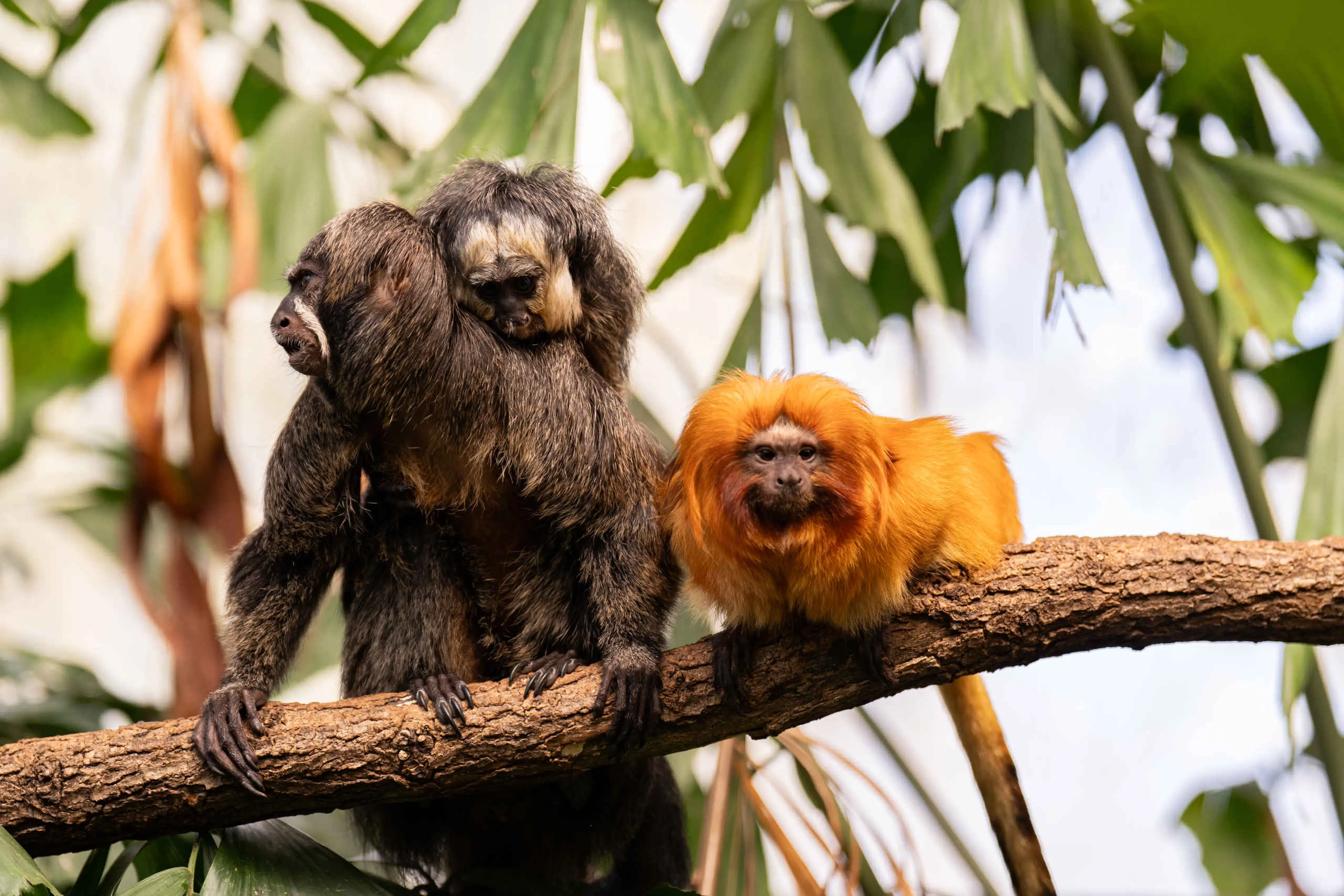Twee witgezichtsaki's en een gouden leeuwaapje op een tak in ZooParc Overloon
