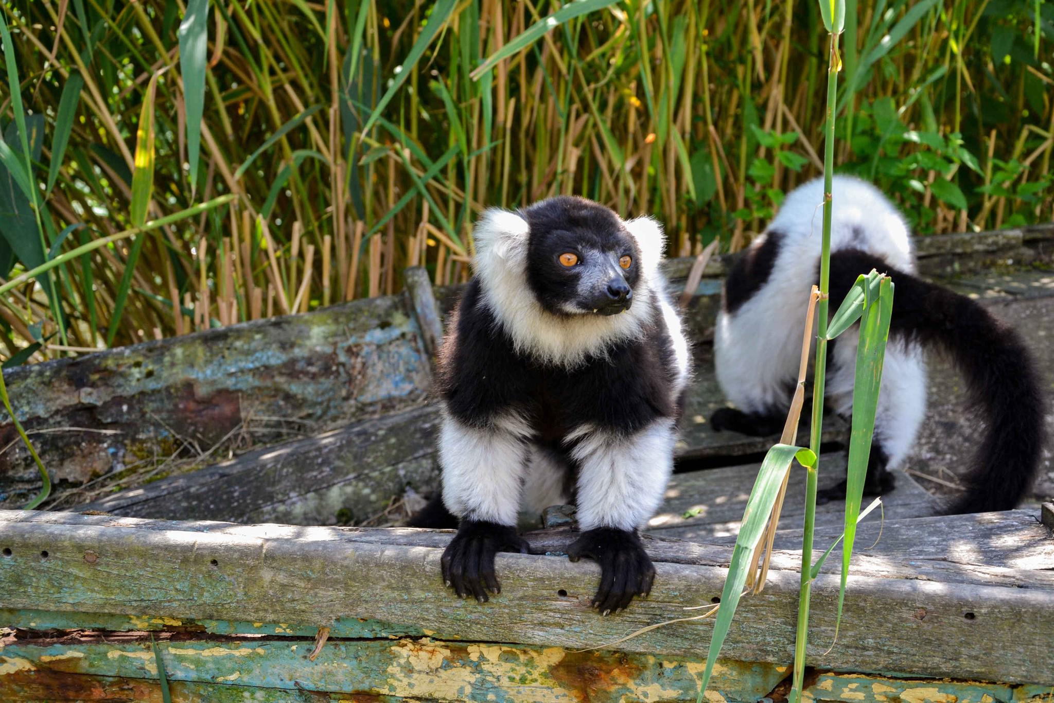 Bonte vari tussen hout ZooParc Overloon