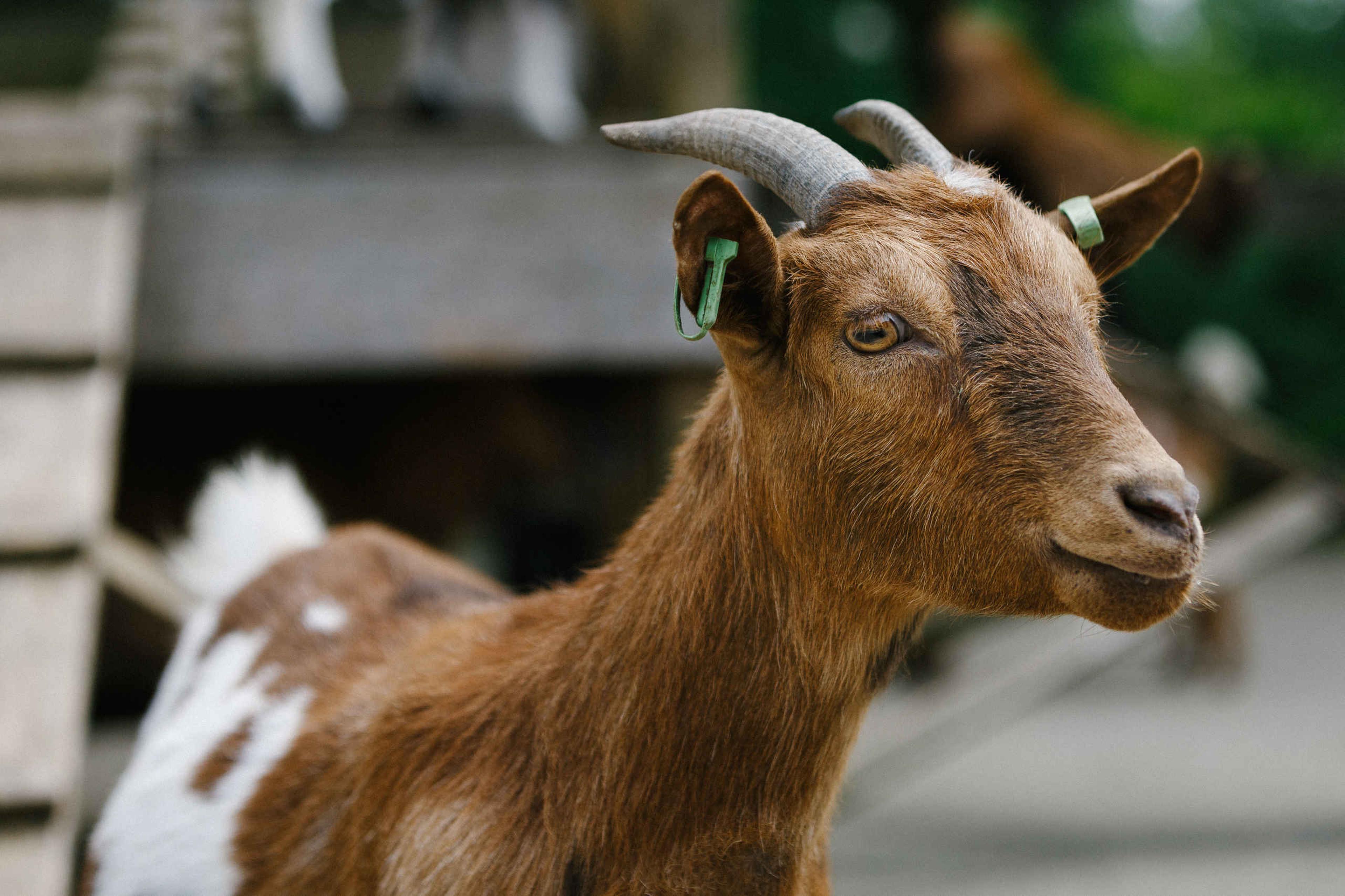 Dwerggeit bij de kinderboerderij van Dierenbos