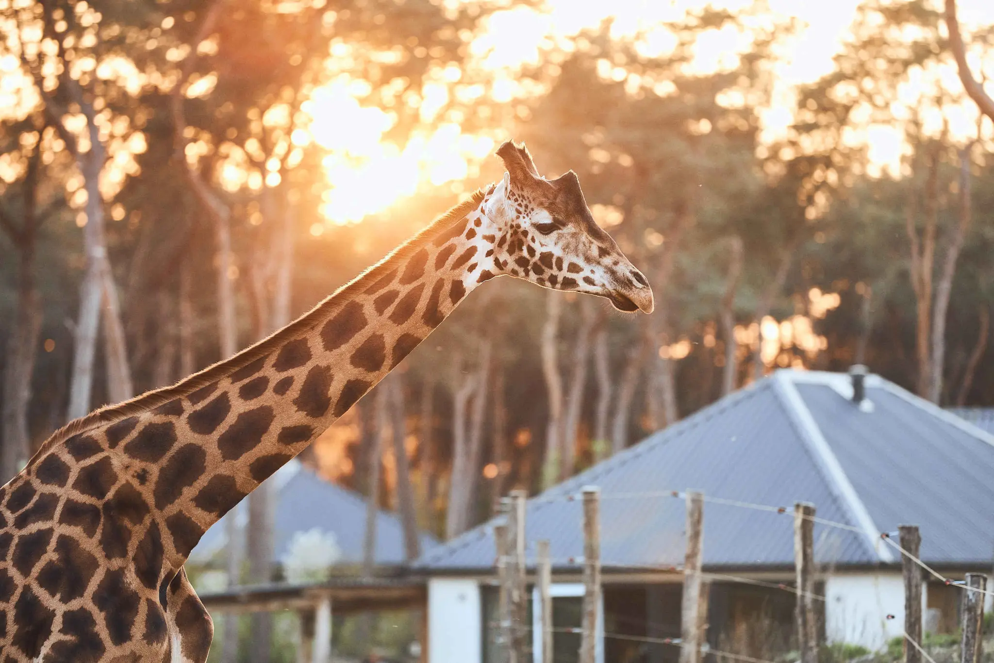 Giraffe voor Savanne Lodge op Safari Resort Beekse Bergen