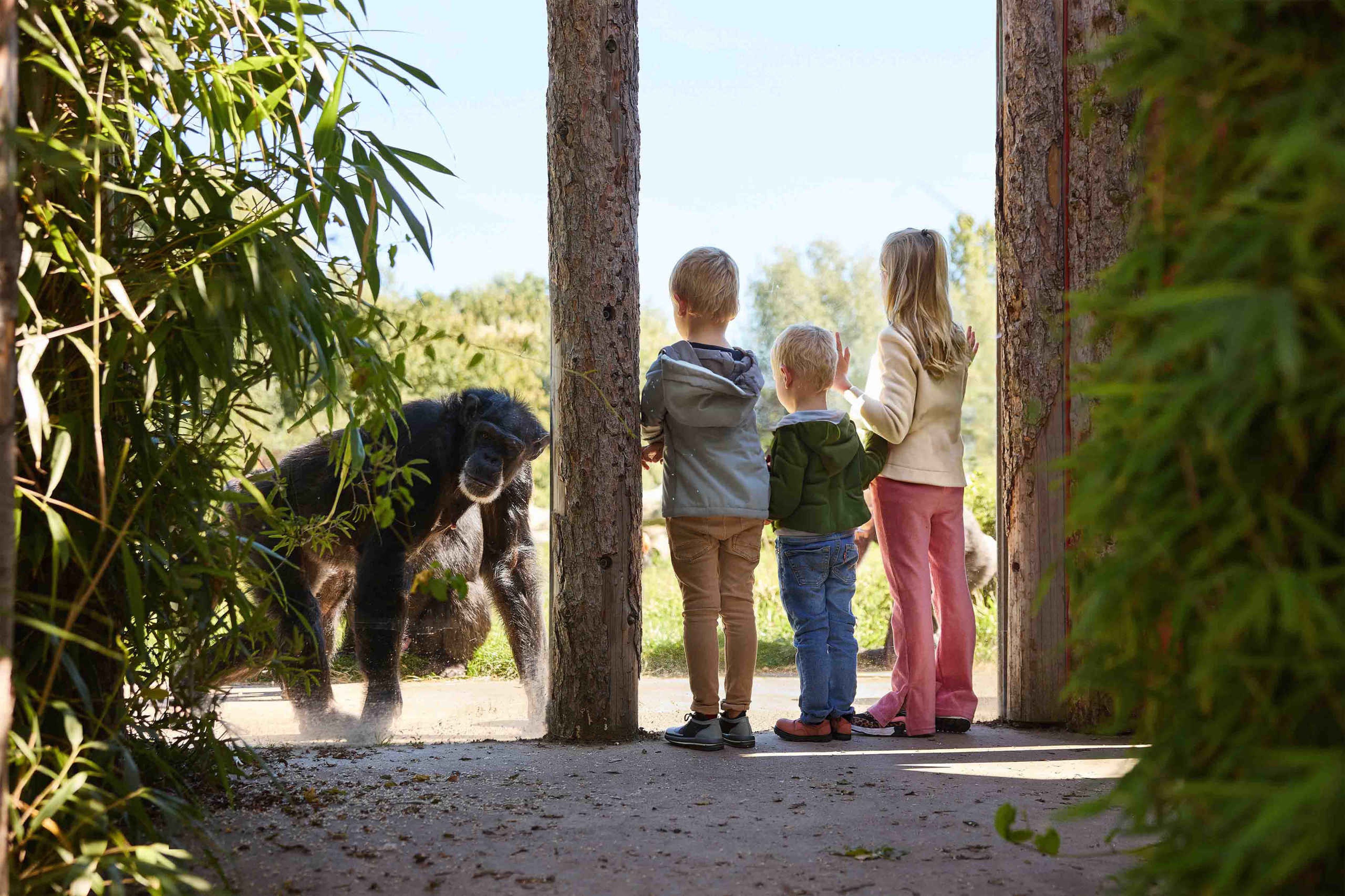 Drie kinderen kijken naar een West-Afrikaanse Chimpansee bij Eindhoven Zoo.