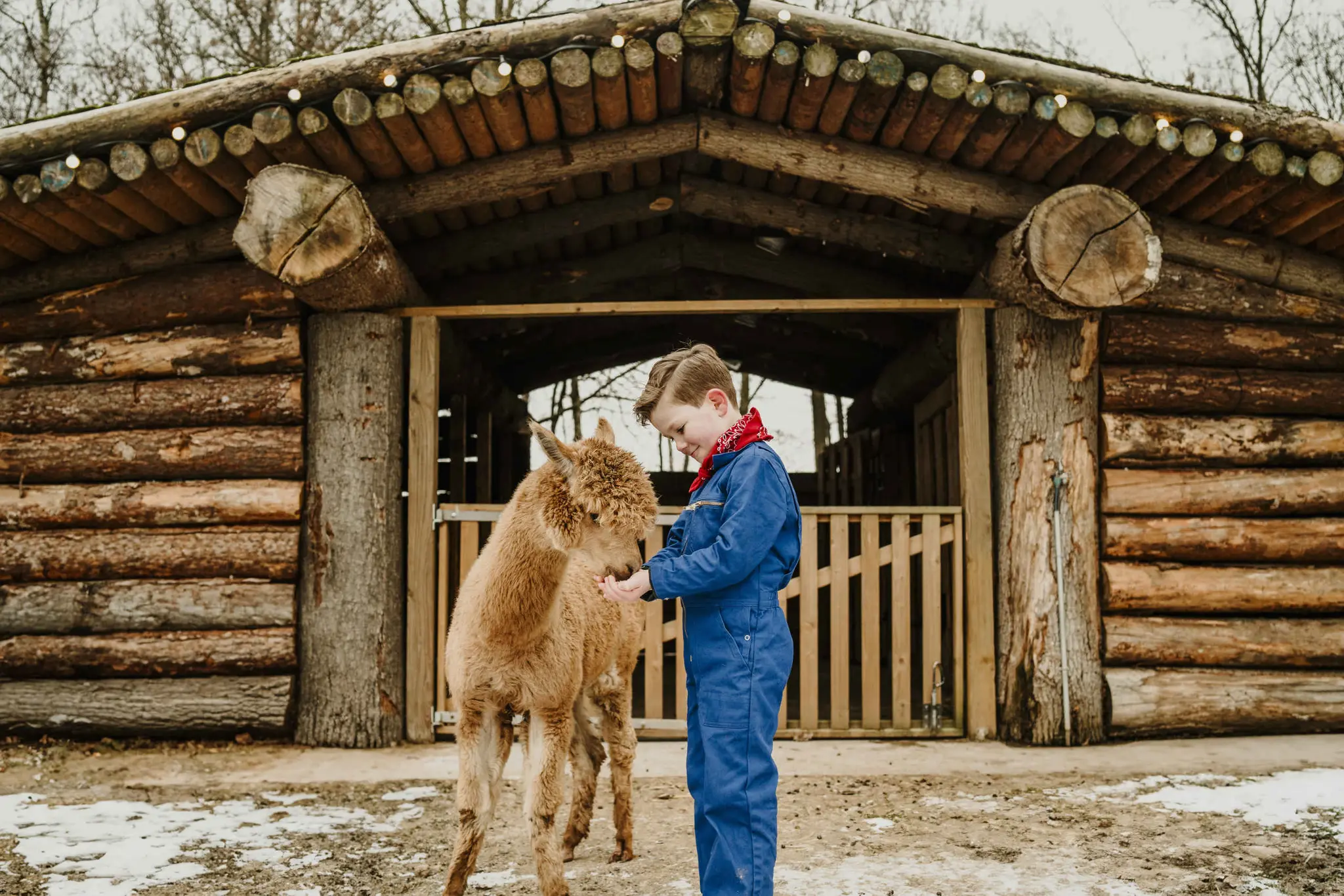Een jongen voert een alpaca in de winter bij Vakantiepark Dierenbos.