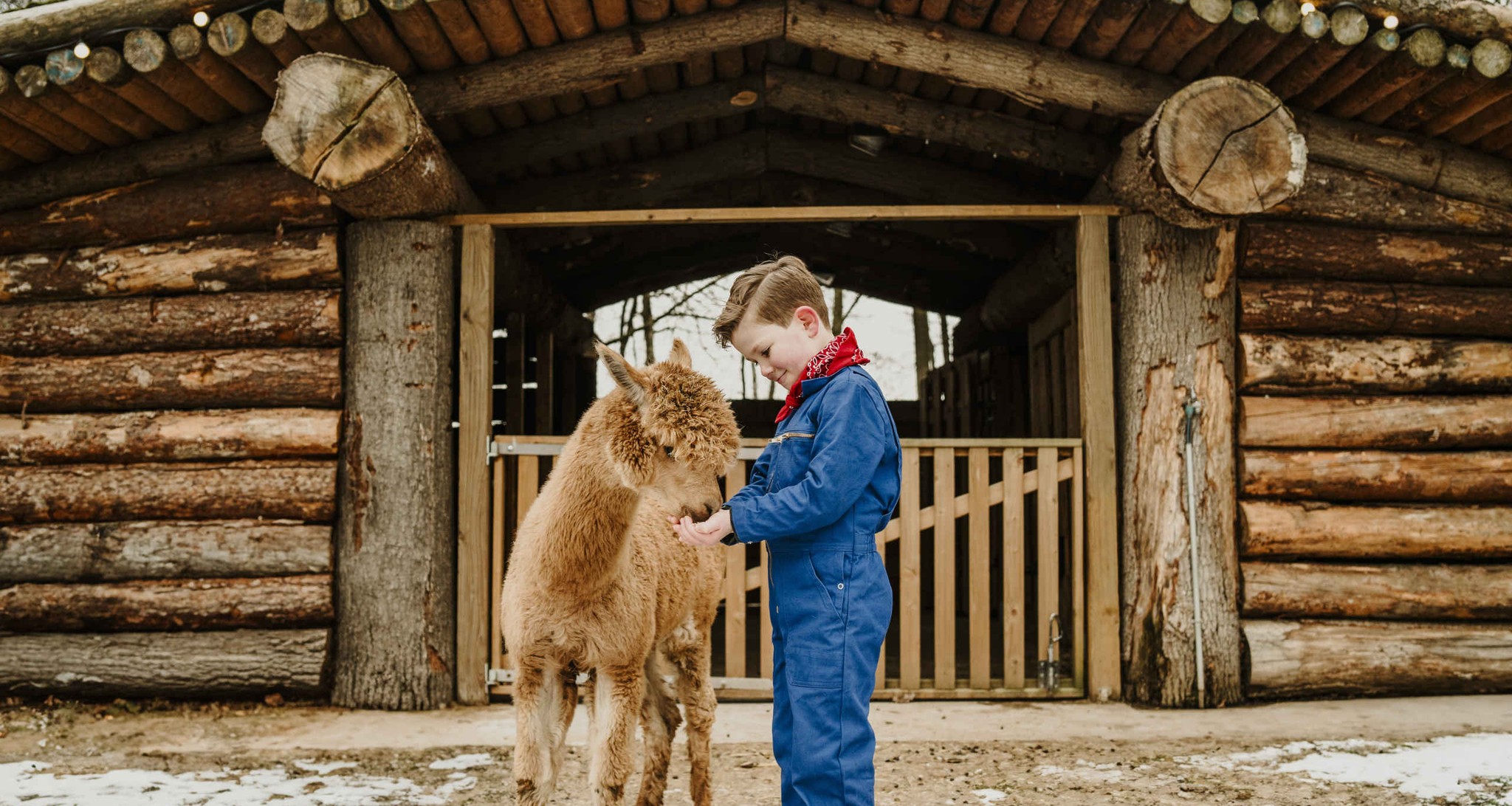 Een jongen voert een alpaca in de winter bij Vakantiepark Dierenbos.