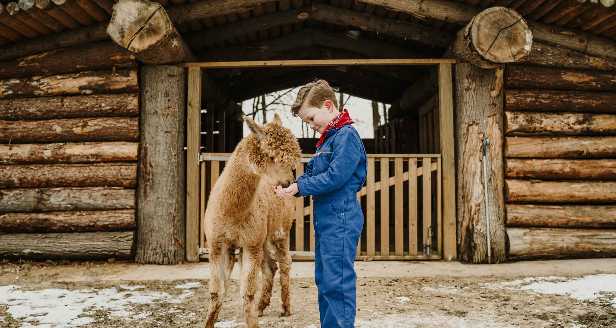 Een jongen voert een alpaca in de winter bij Vakantiepark Dierenbos.