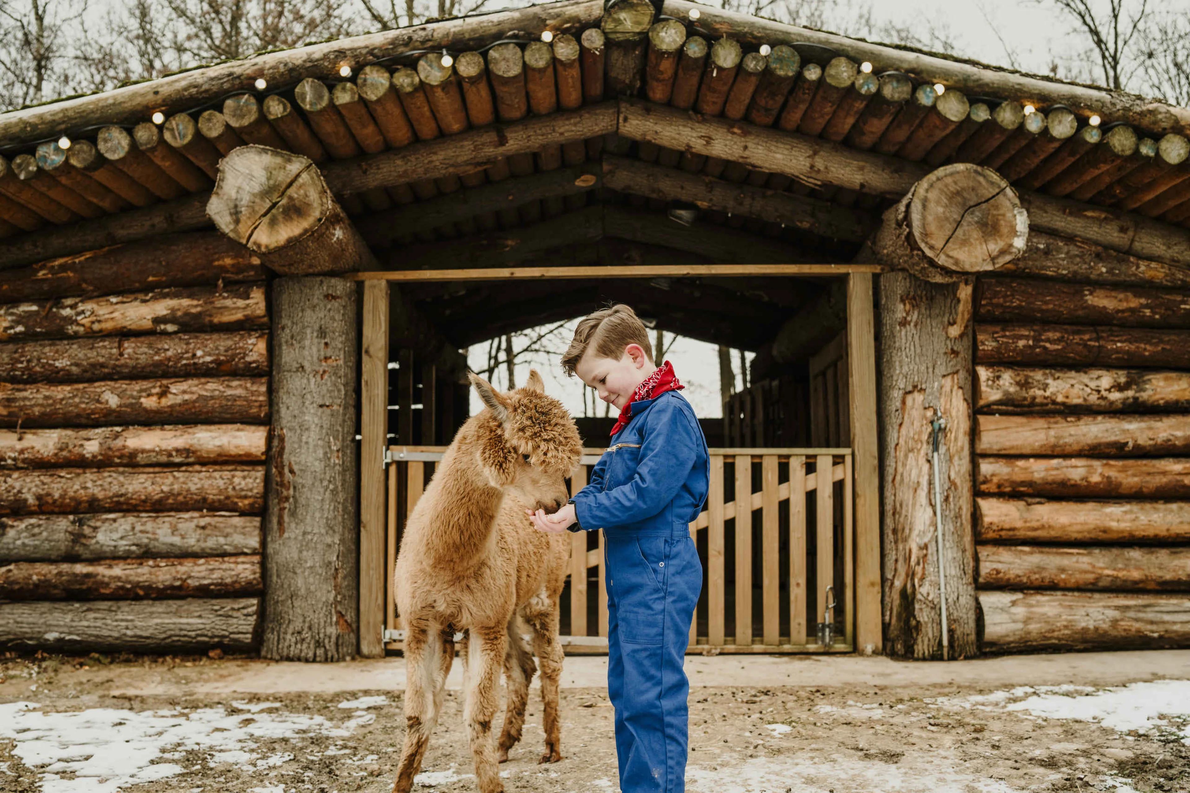 Een jongen voert een alpaca in de winter bij Vakantiepark Dierenbos.