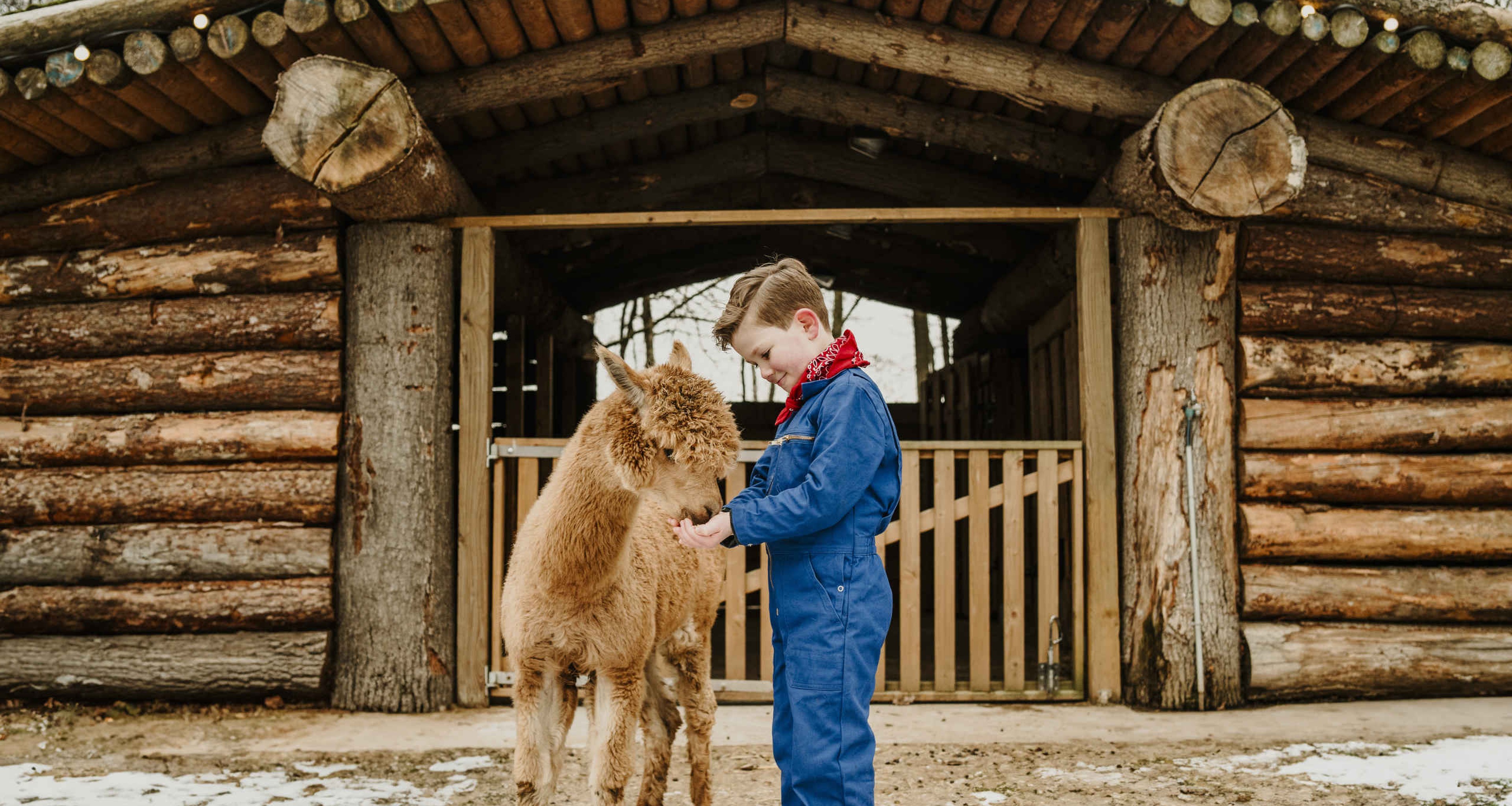 Een jongen voert een alpaca in de winter bij Vakantiepark Dierenbos.