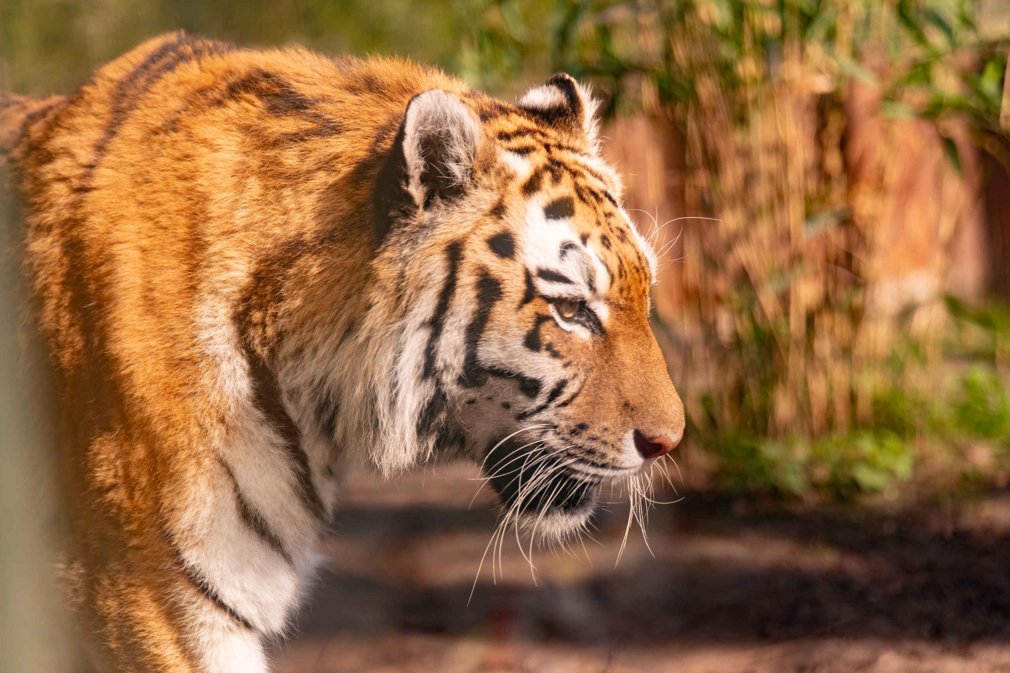 Een close-up van een Amoertijger in ZooParc Overloon