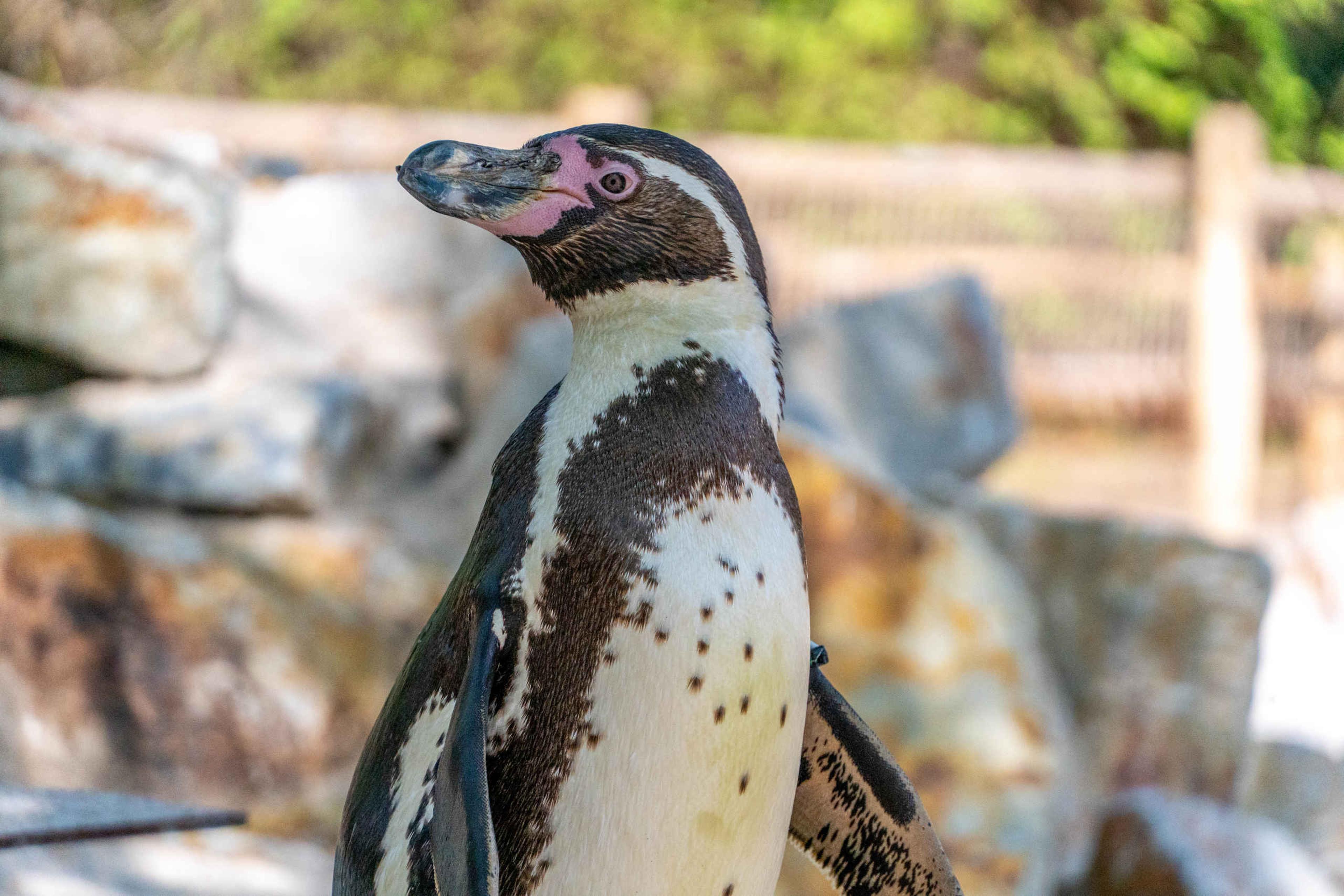 Close-up van een pinguin in Eindhoven Zoo