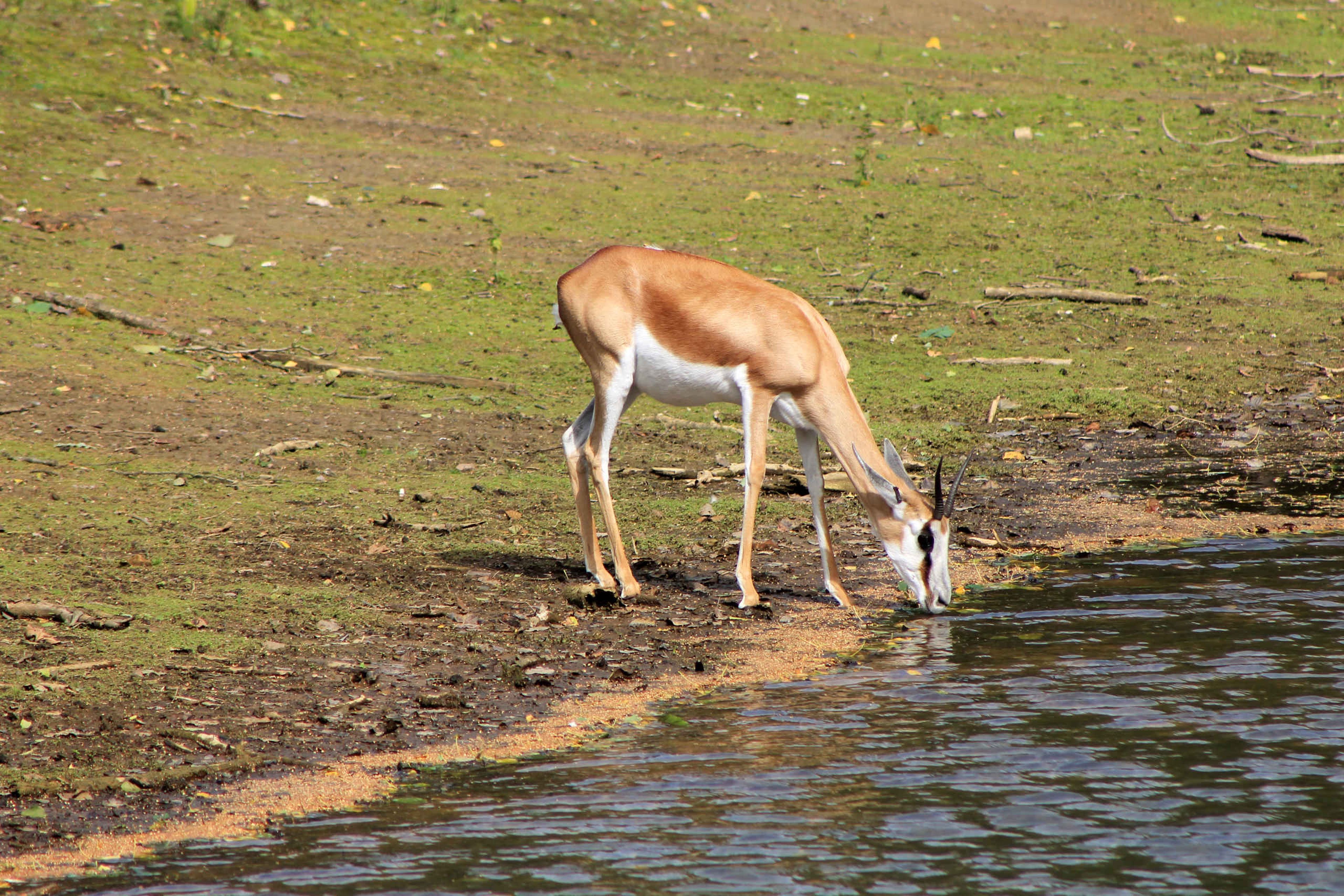 Springbok drinkt water aan de oever in Safaripark Beekse Bergen