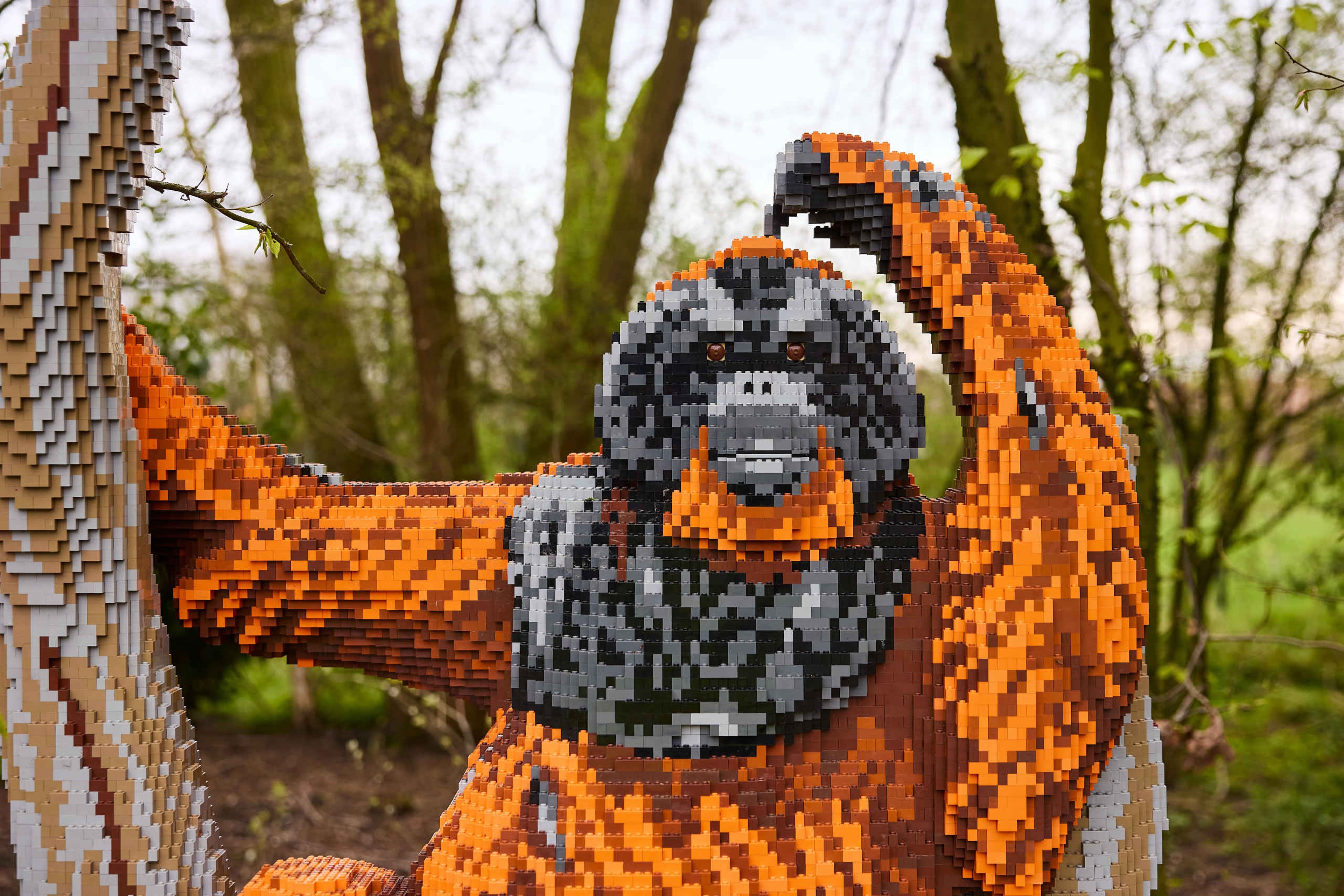 Een Bricks orang-oetan in ZooParc Overloon