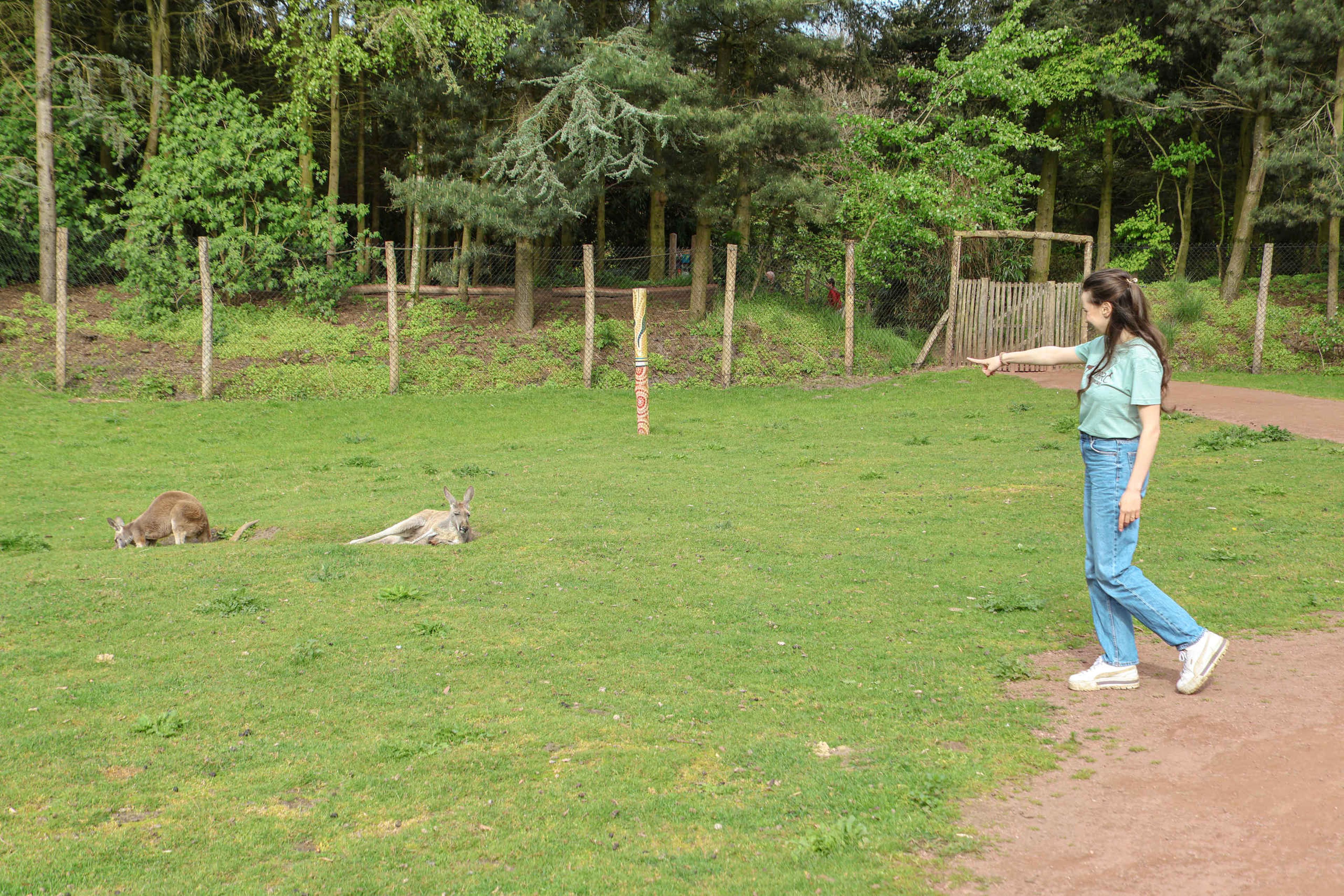 Wallaby kangoeroe Keeper for a day ZooParc Overloon