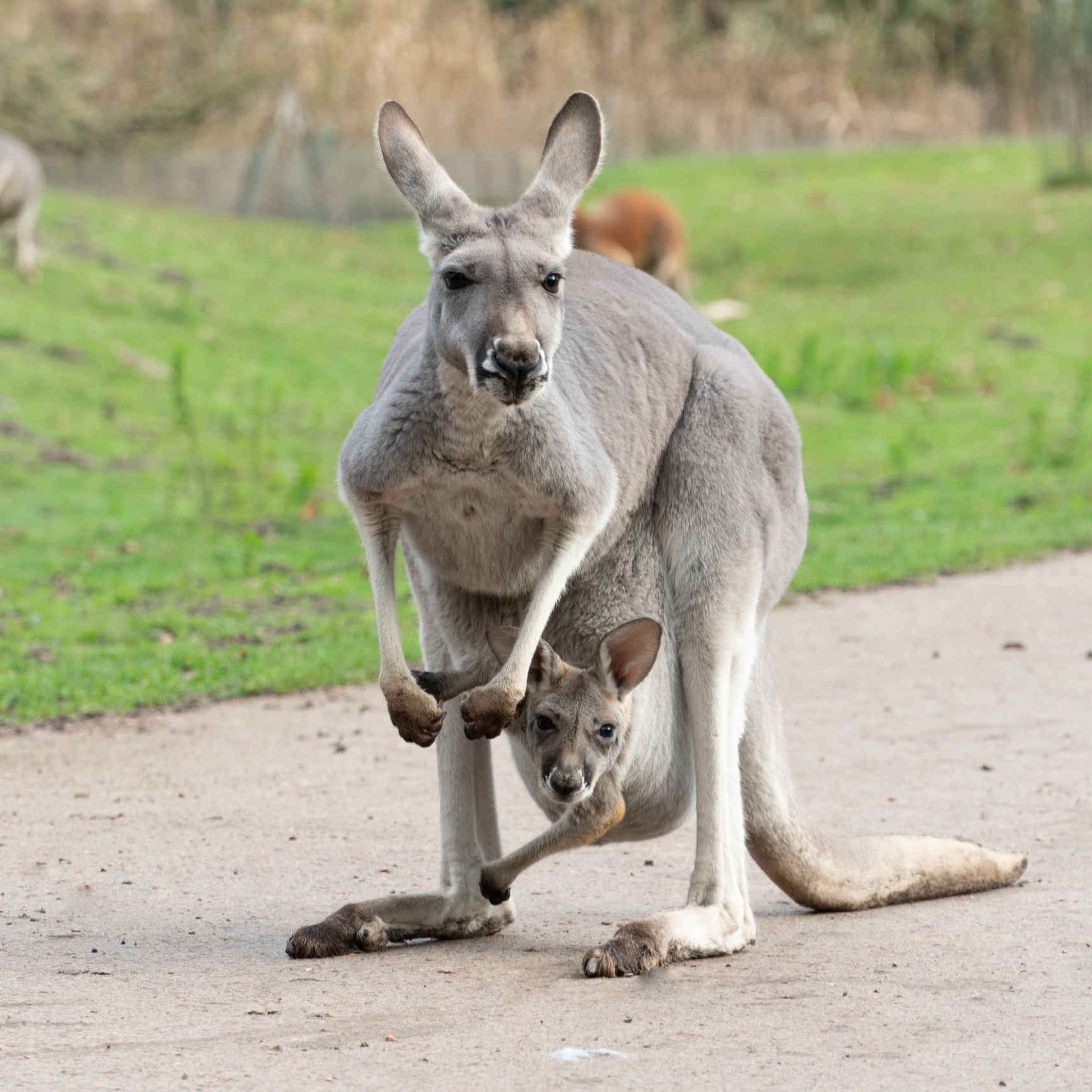 Een rode reuzenkangoeroe heeft haar jong in de buidel bij ZooParc Overloon.
