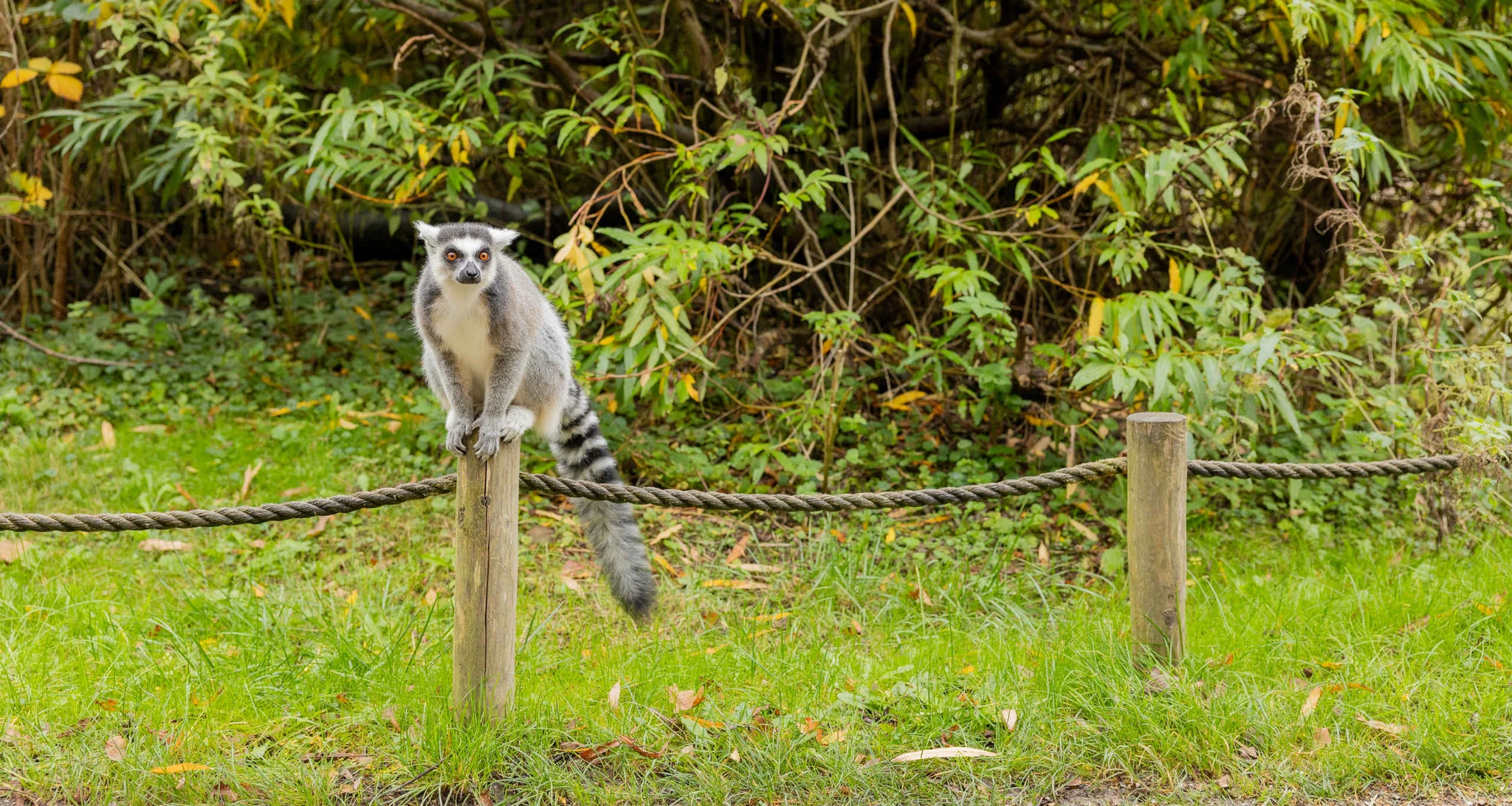 Ringstaartmaki zit op paaltje in AquaZoo Leeuwarden