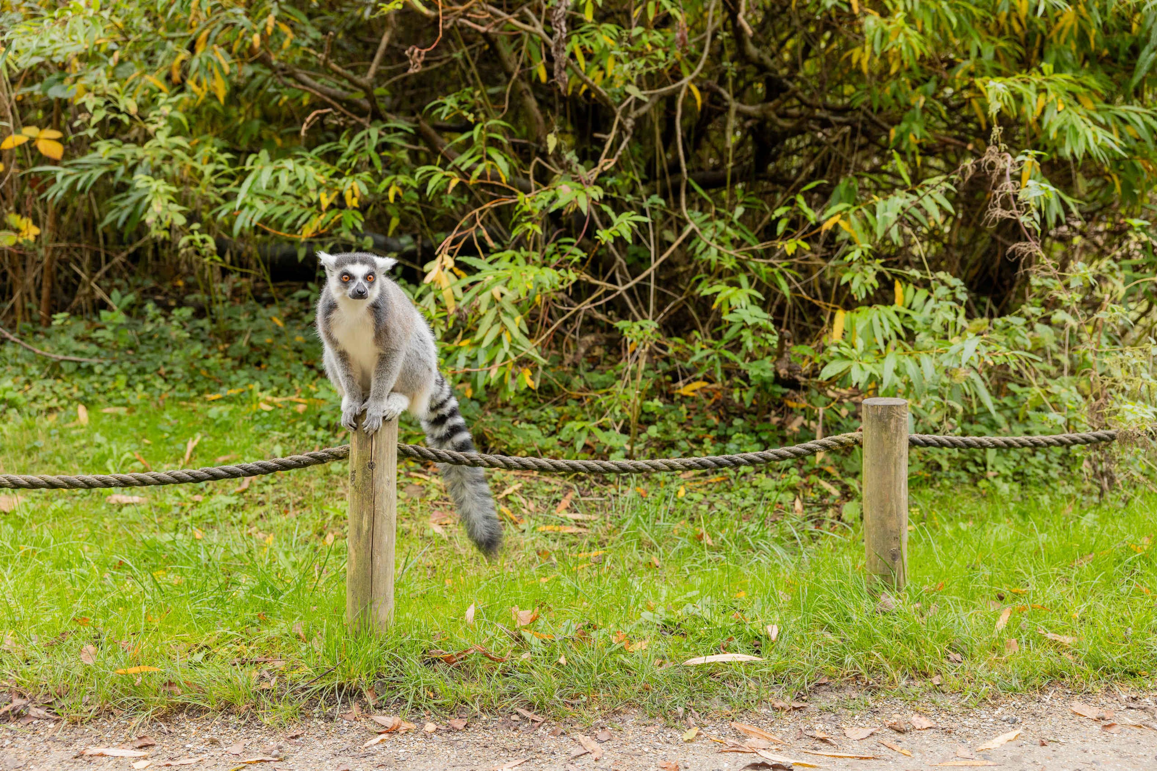 Ringstaartmaki zit op paaltje in AquaZoo Leeuwarden
