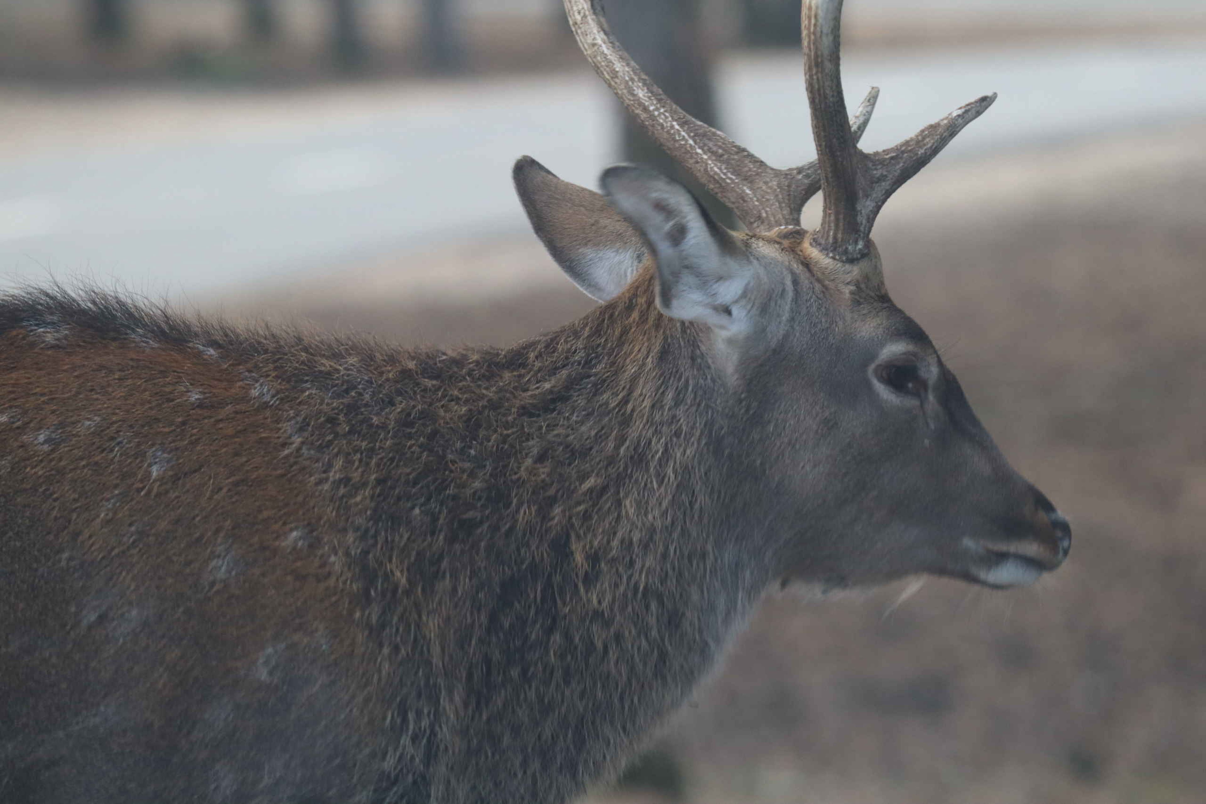 Vietnamees sikahert close-up van de zijkant in Safaripark Beekse Bergen