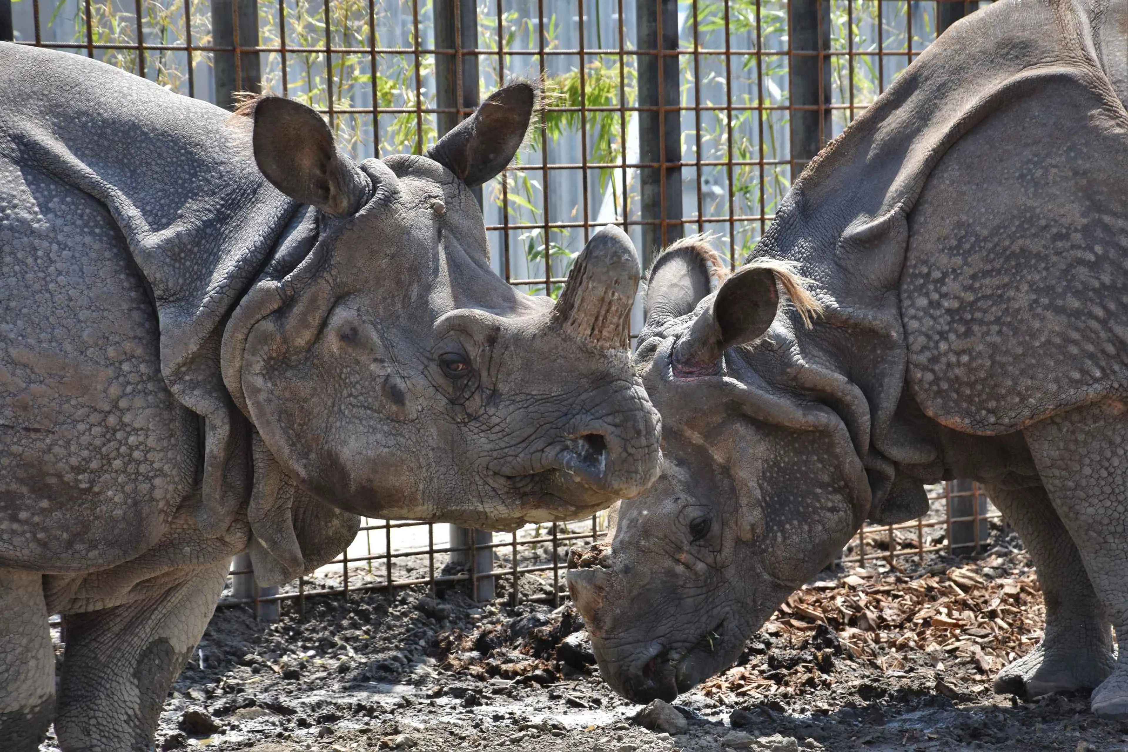 Twee Indische neushoorns bij Eindhoven Zoo.