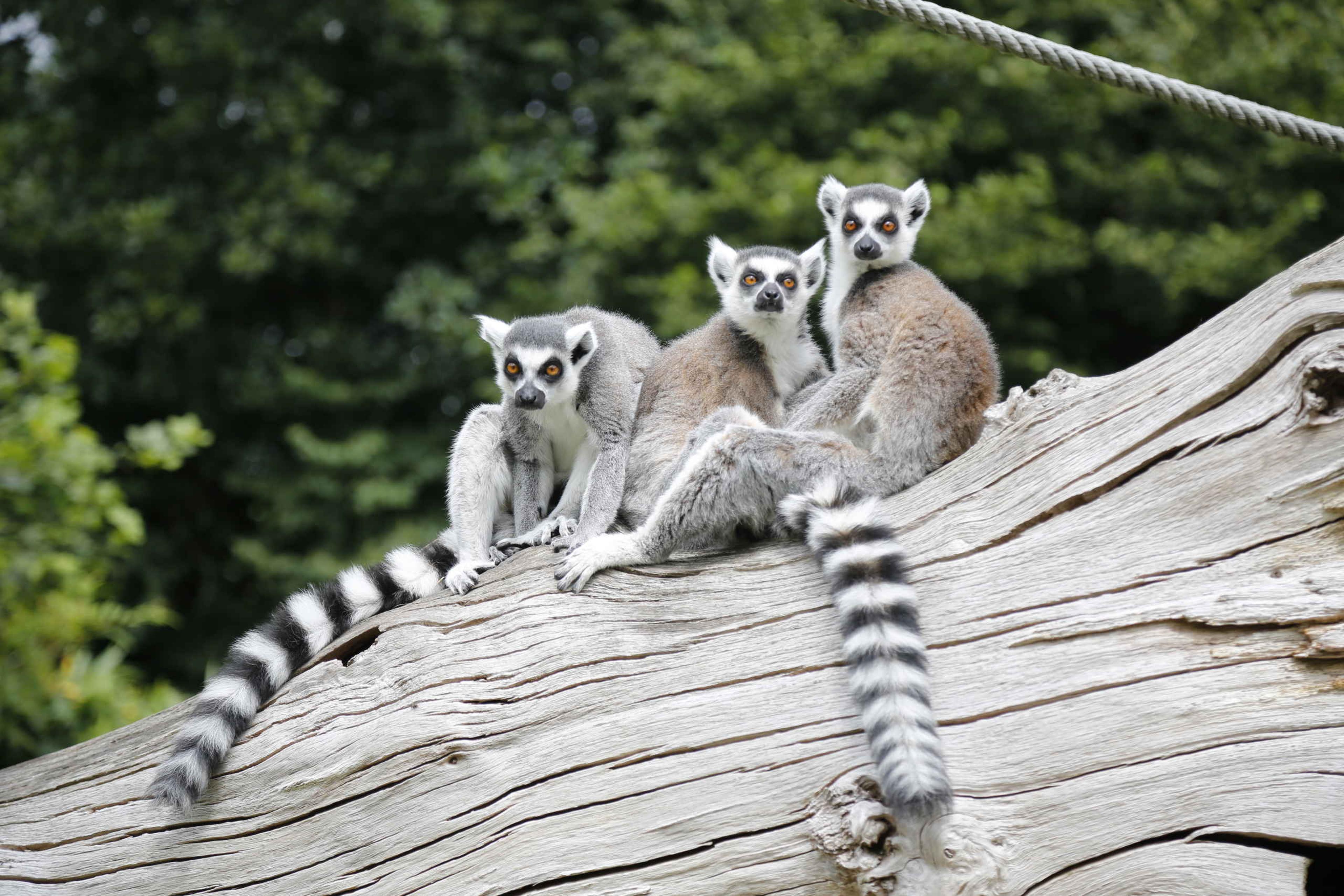 Groep ringstaartmaki's op een boomstronk in AquaZoo Leeuwarden