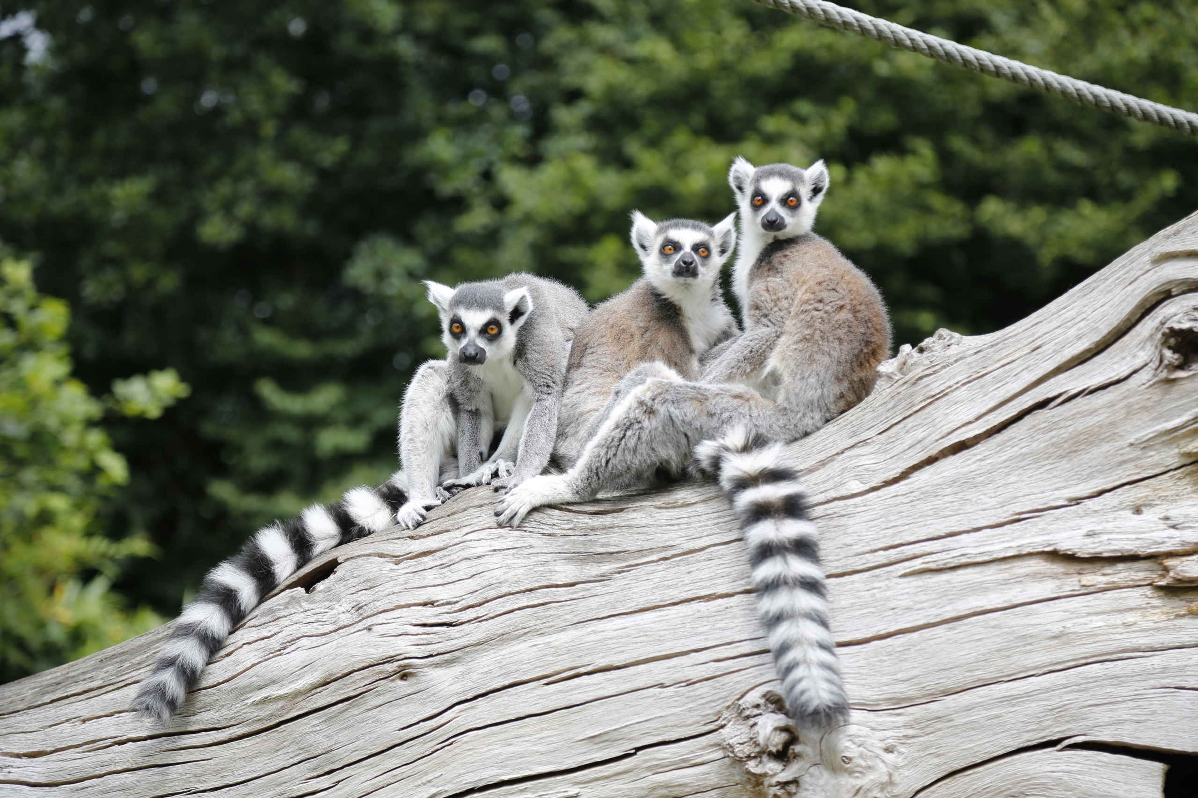 Groep ringstaartmaki's op een boomstronk in AquaZoo Leeuwarden