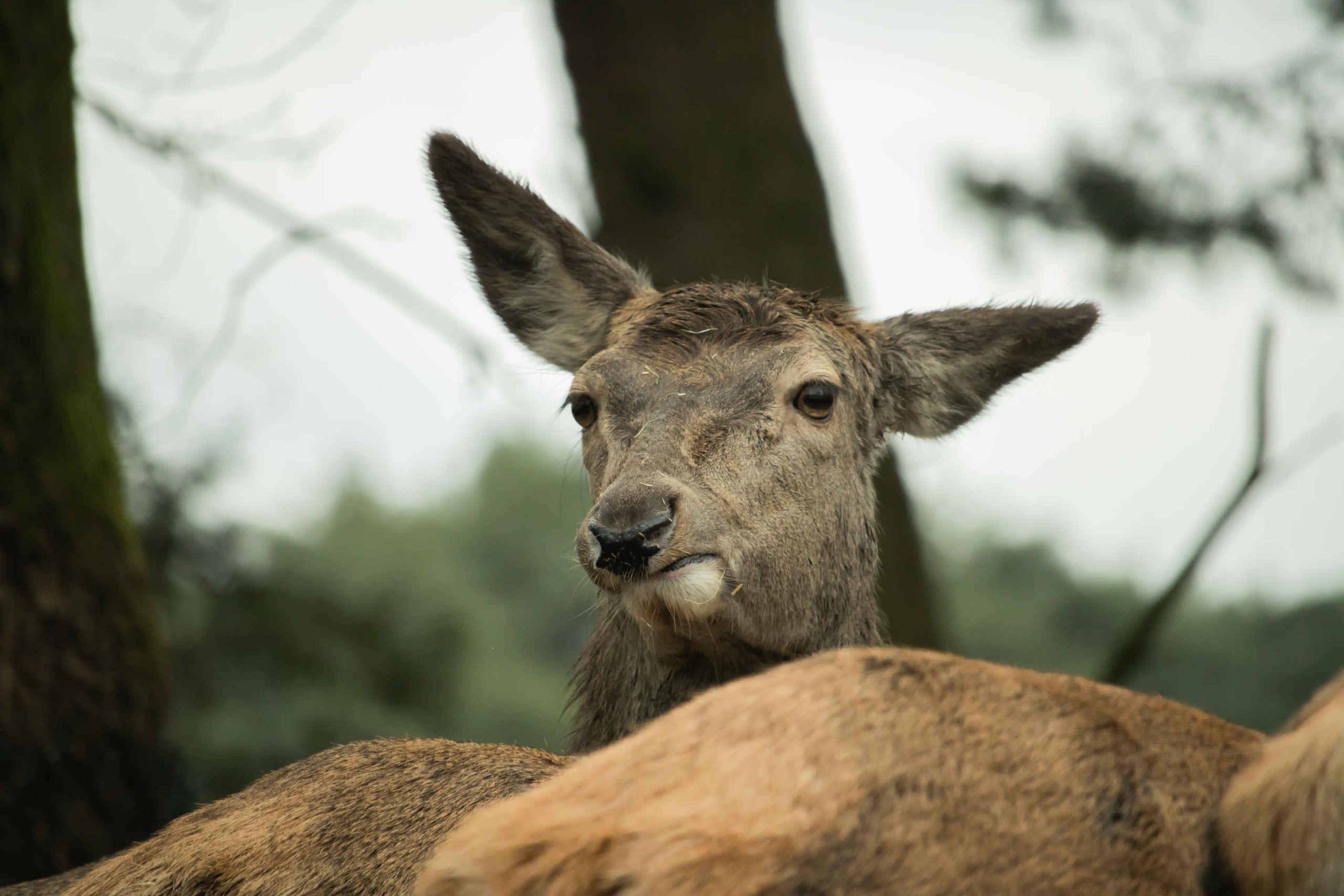 Edelhert close-up een dier in Safaripark Beekse Bergen
