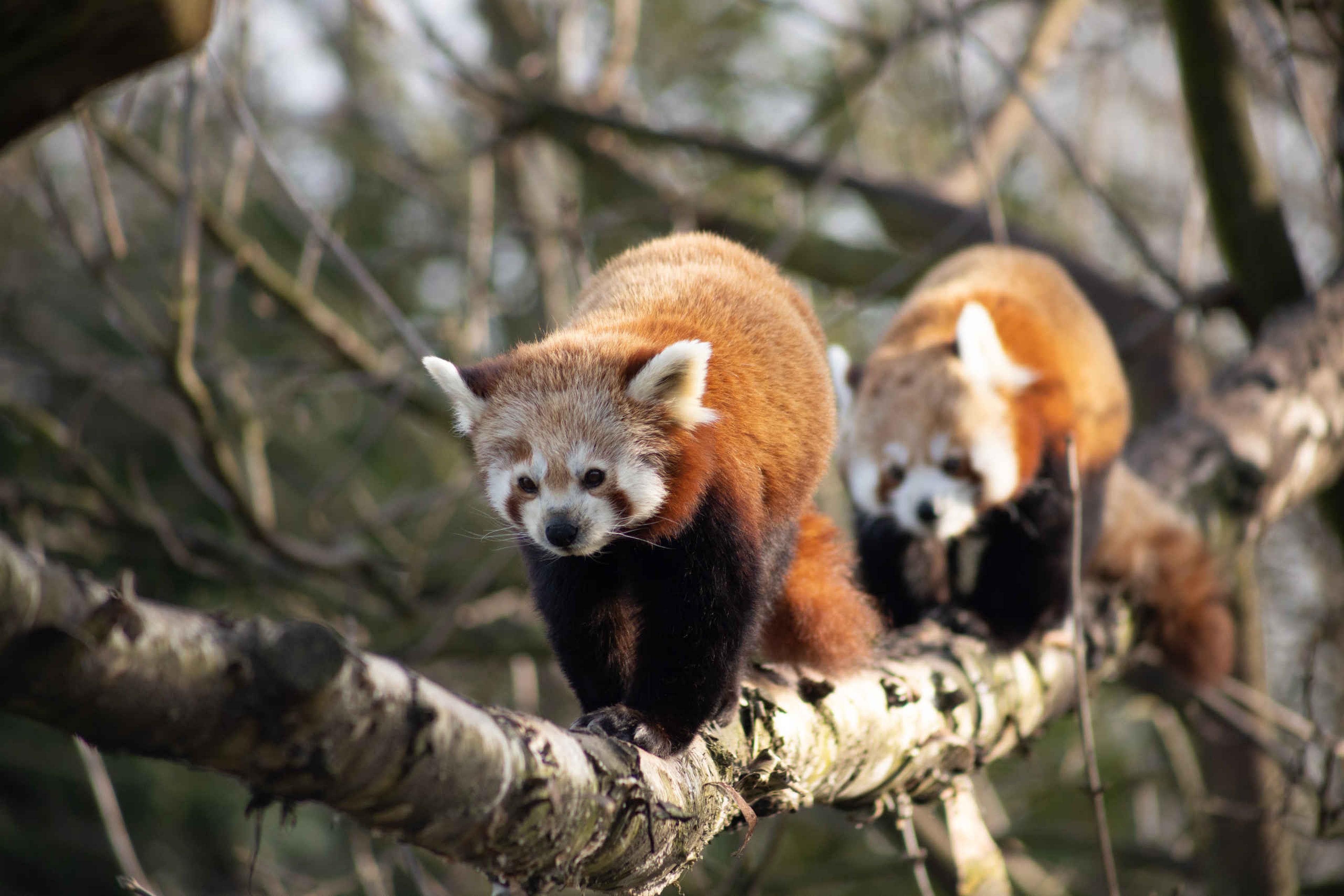 Rode panda's op een tak in Eindhoven Zoo