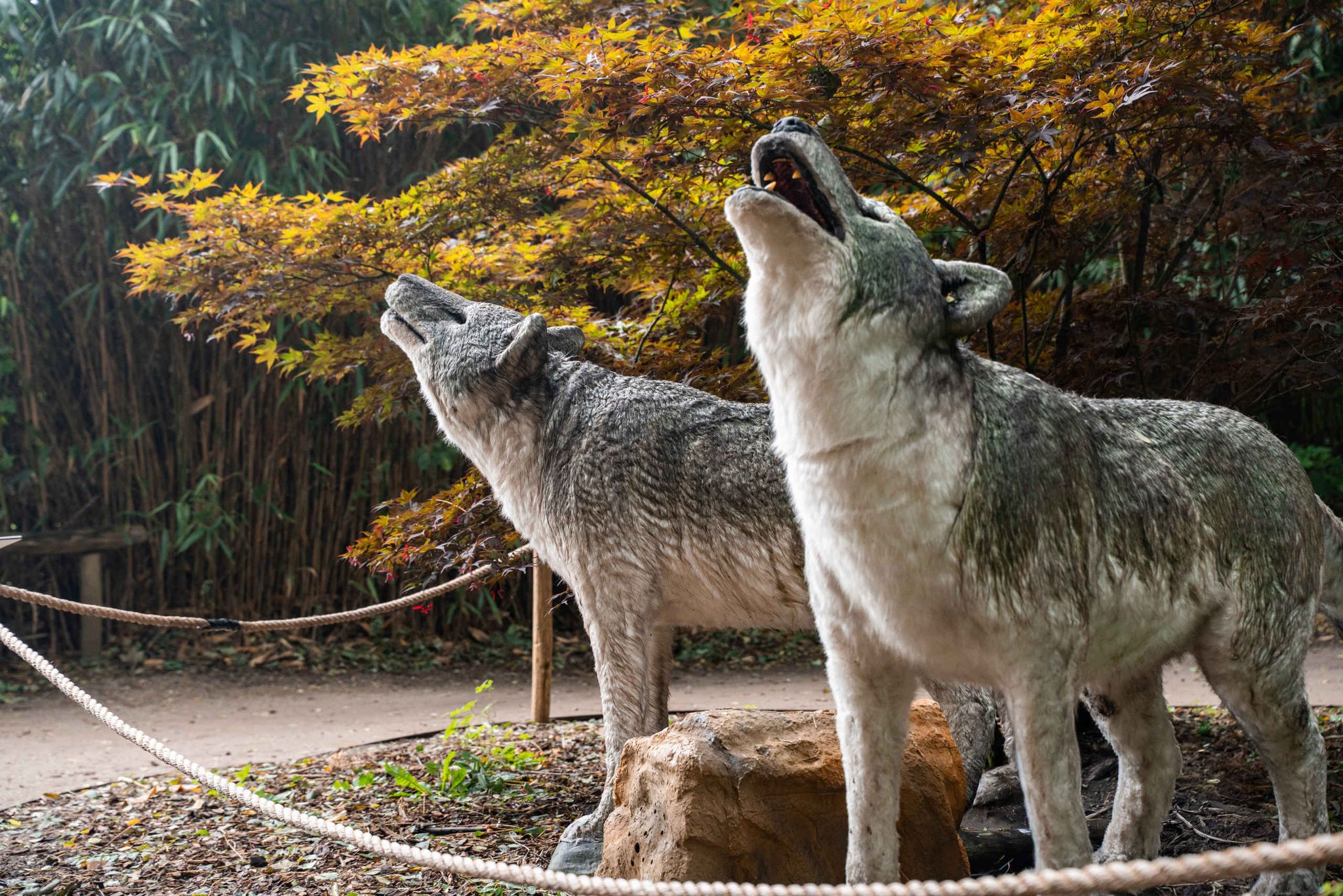 Twee reuzenwolven tijdens het IJstijd evenement in ZooParc Overloon