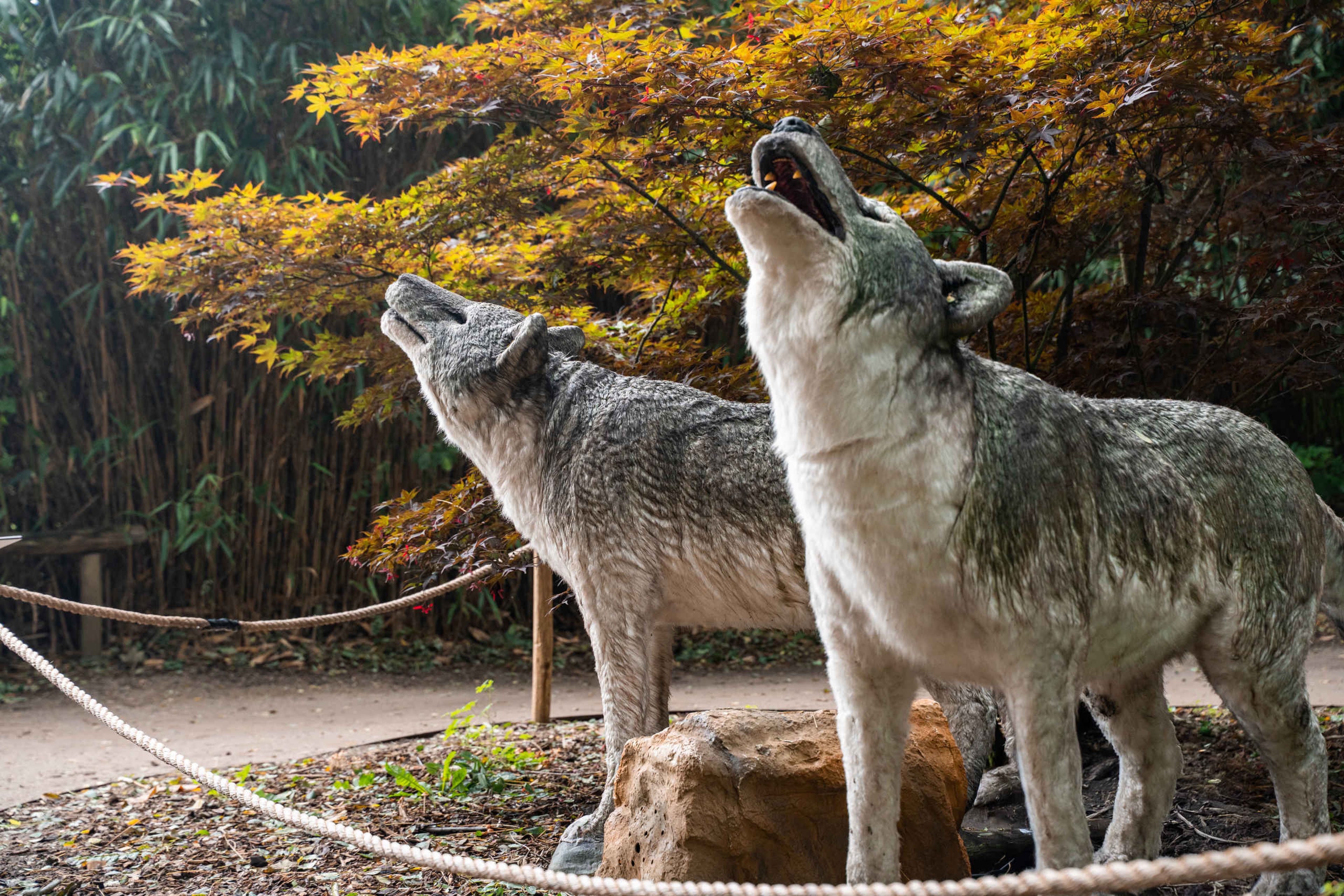 Twee reuzenwolven tijdens het IJstijd evenement in ZooParc Overloon