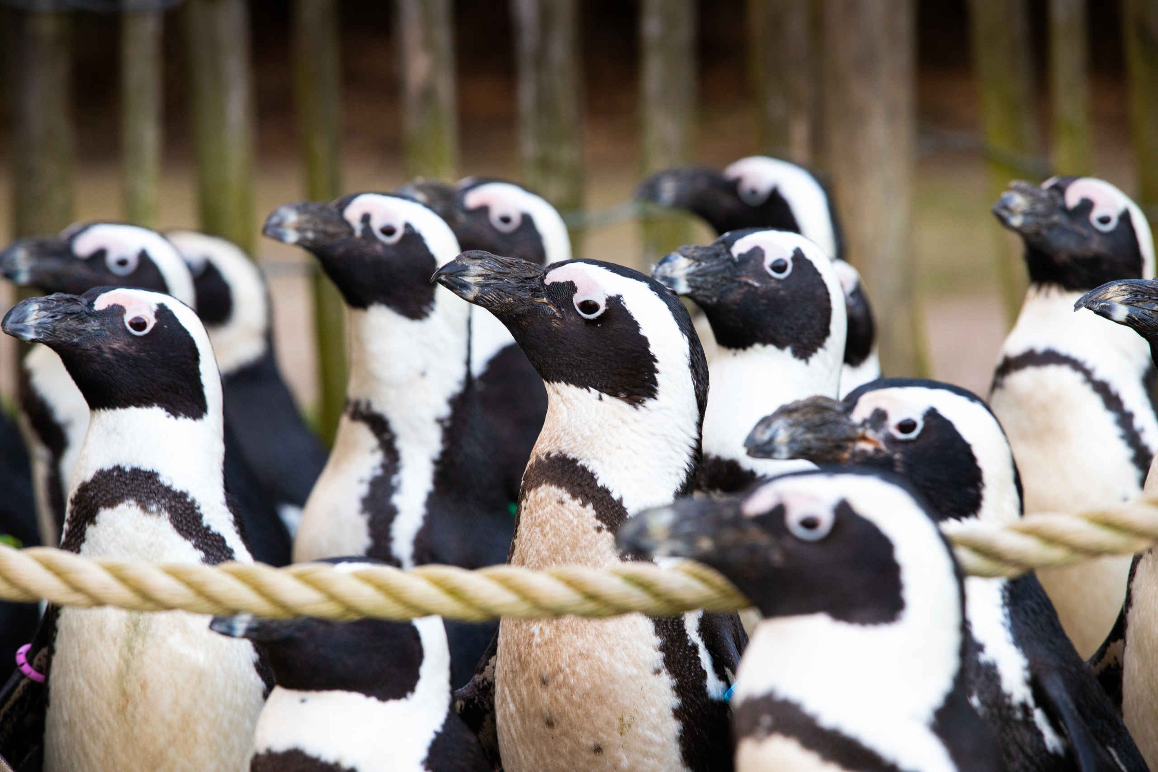 Pinguins in AquaZoo