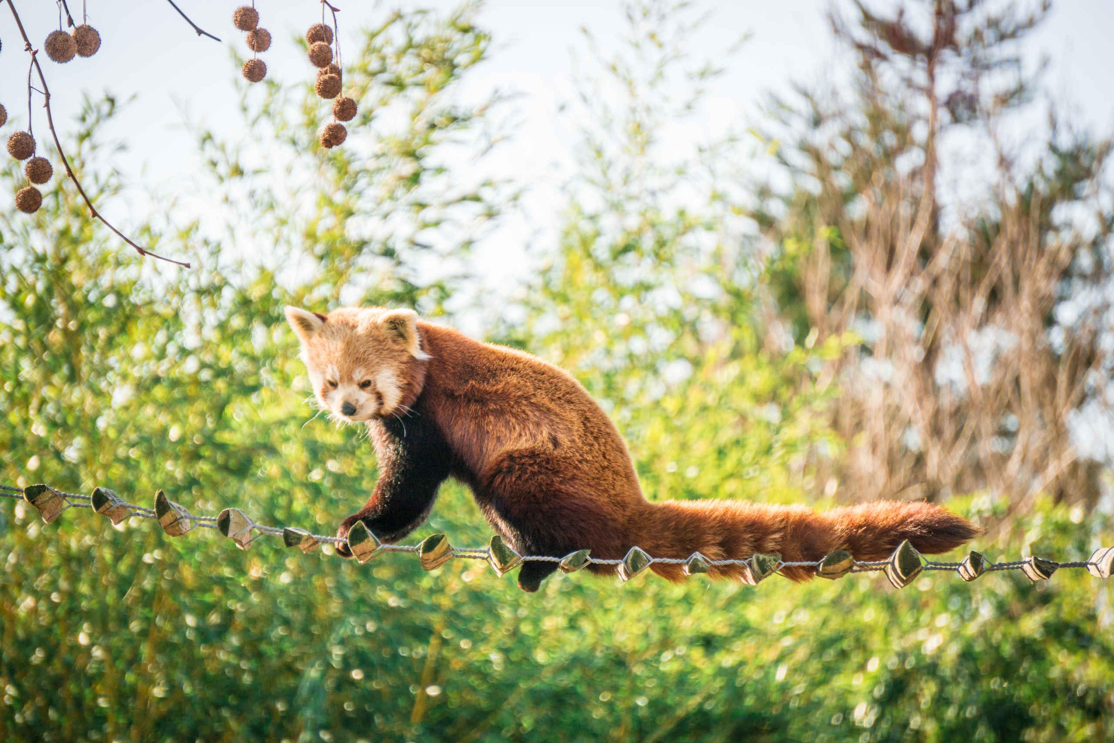 Een rode panda klimt op de brug bij ZooParc Overloon.