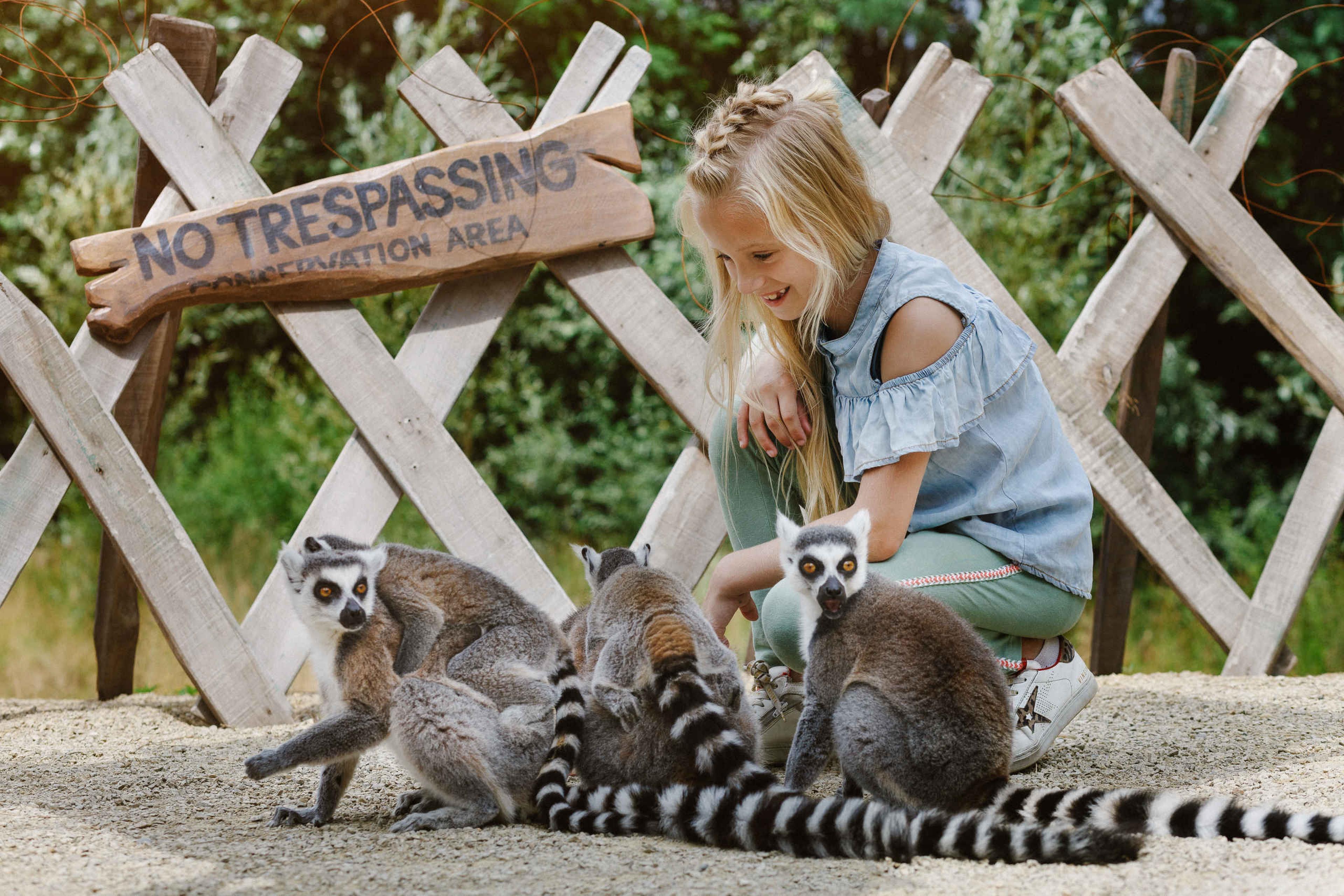 Meisje bij de ringstaartmaki's in dierentuin ZooParc Overloon