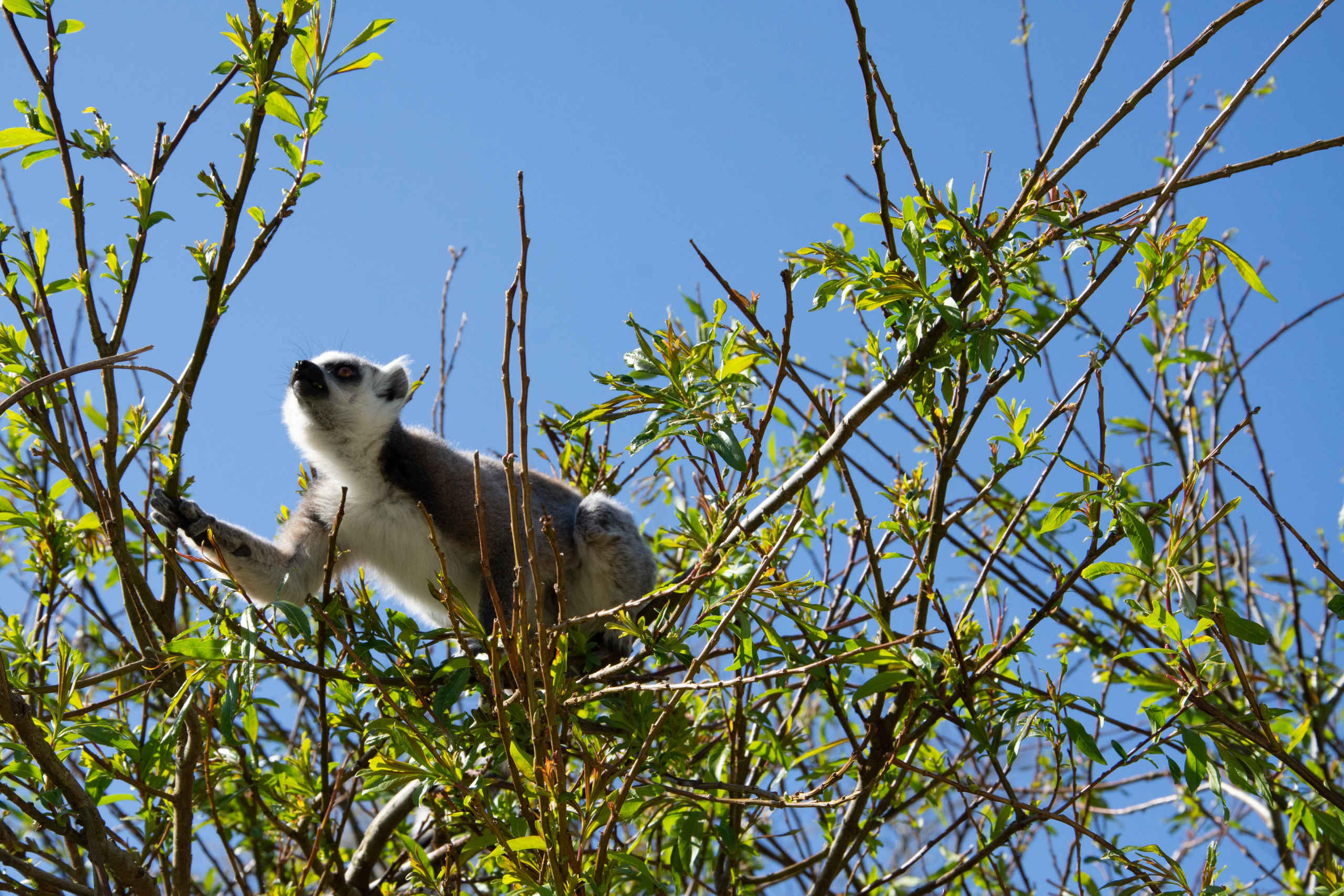 Ringstaartmaki dier tussen de takken AquaZoo Leeuwarden