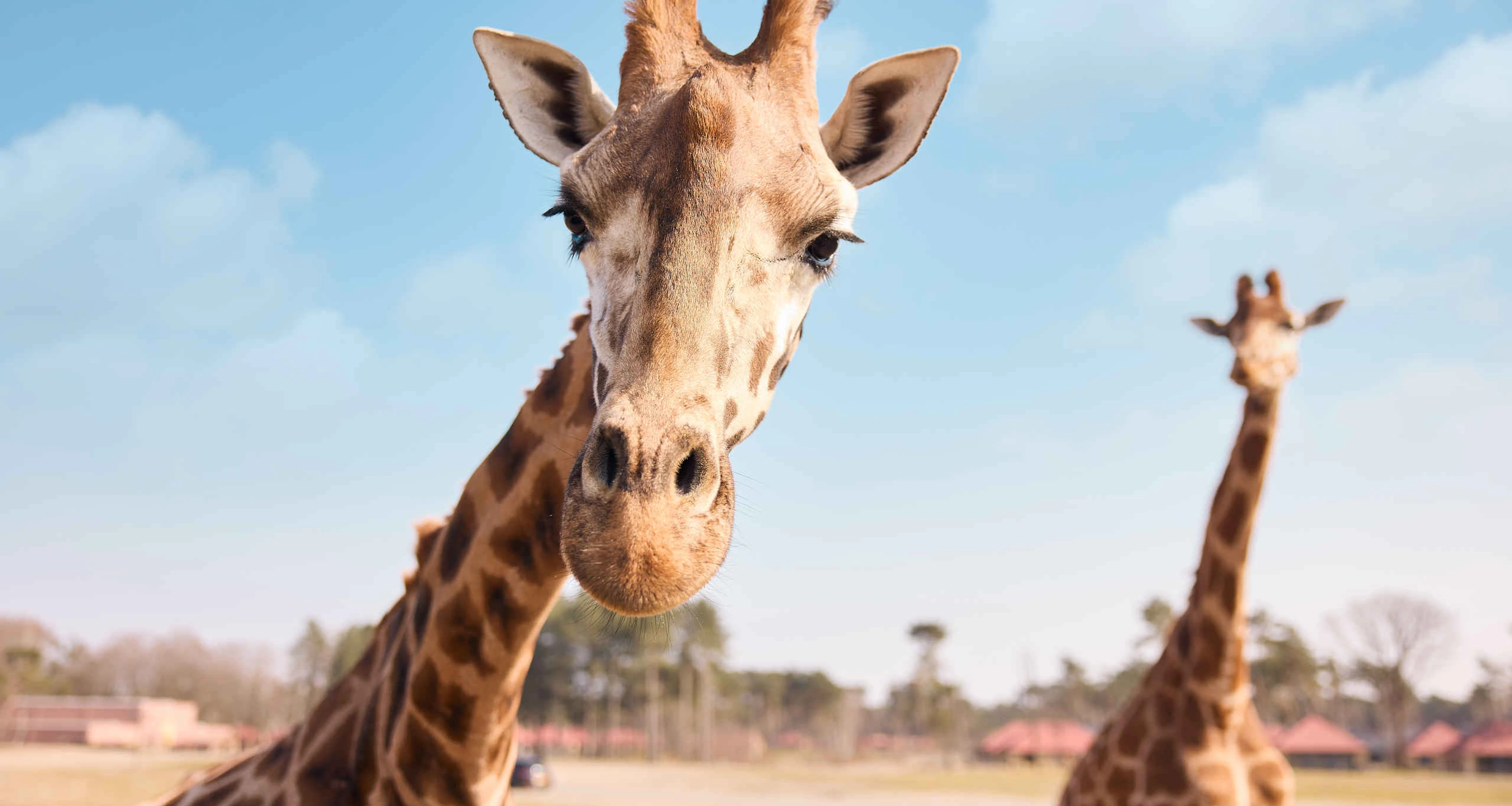 Close-up van giraffen in Safaripark Beekse Bergen