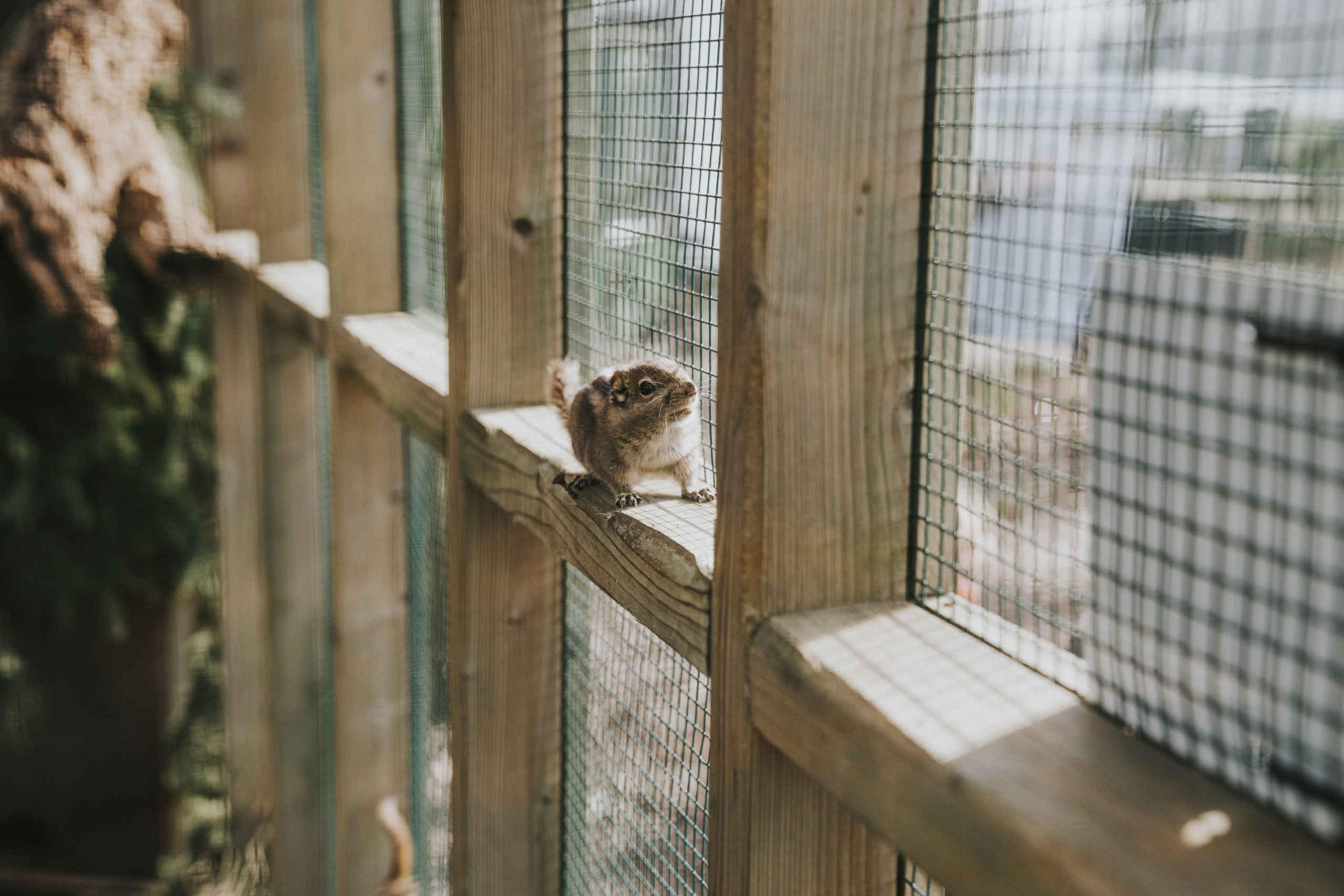 Chinese gestreepte boomeekhoorn bij de kinderboerderij van Dierenbos