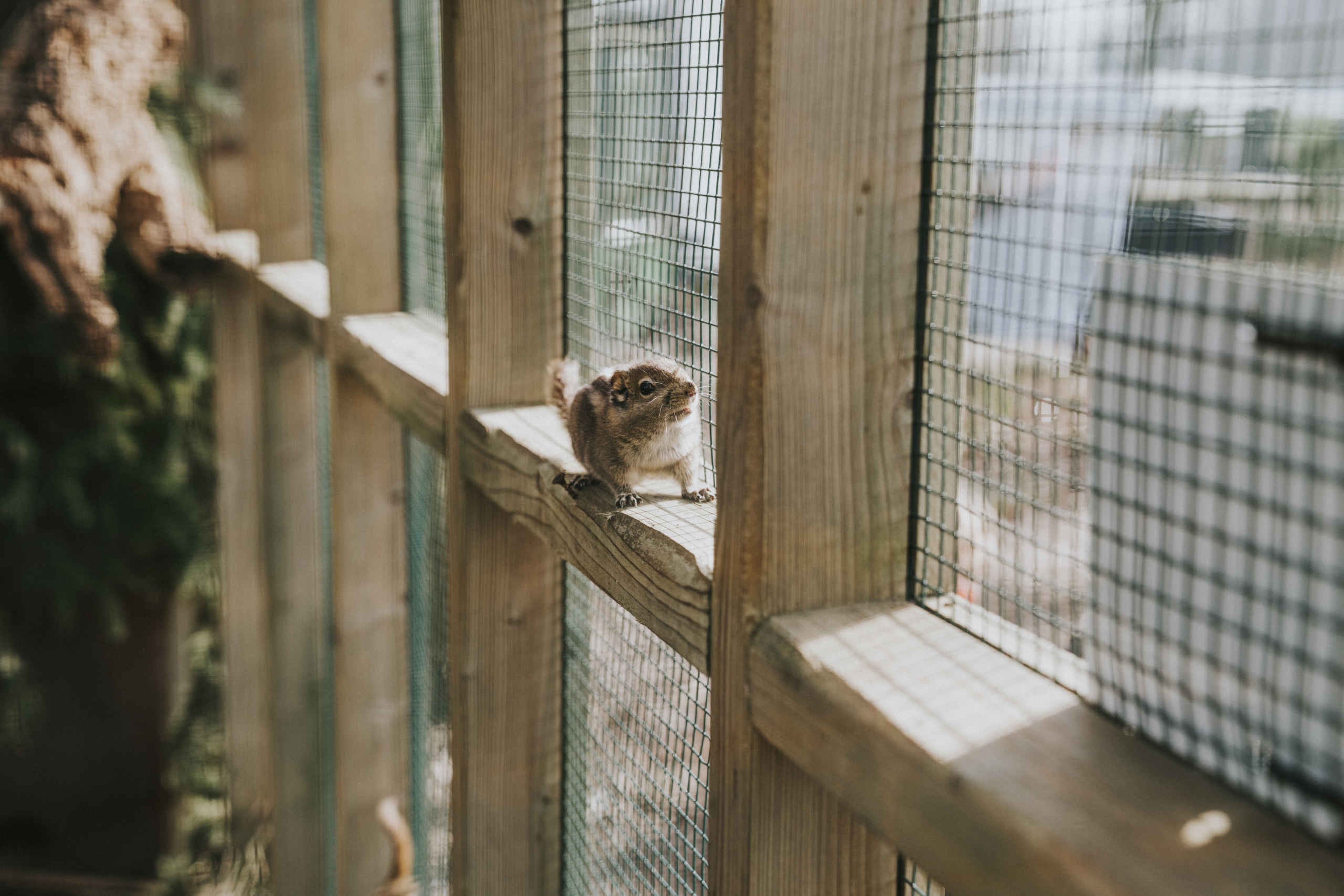 Chinese gestreepte boomeekhoorn bij de kinderboerderij van Dierenbos