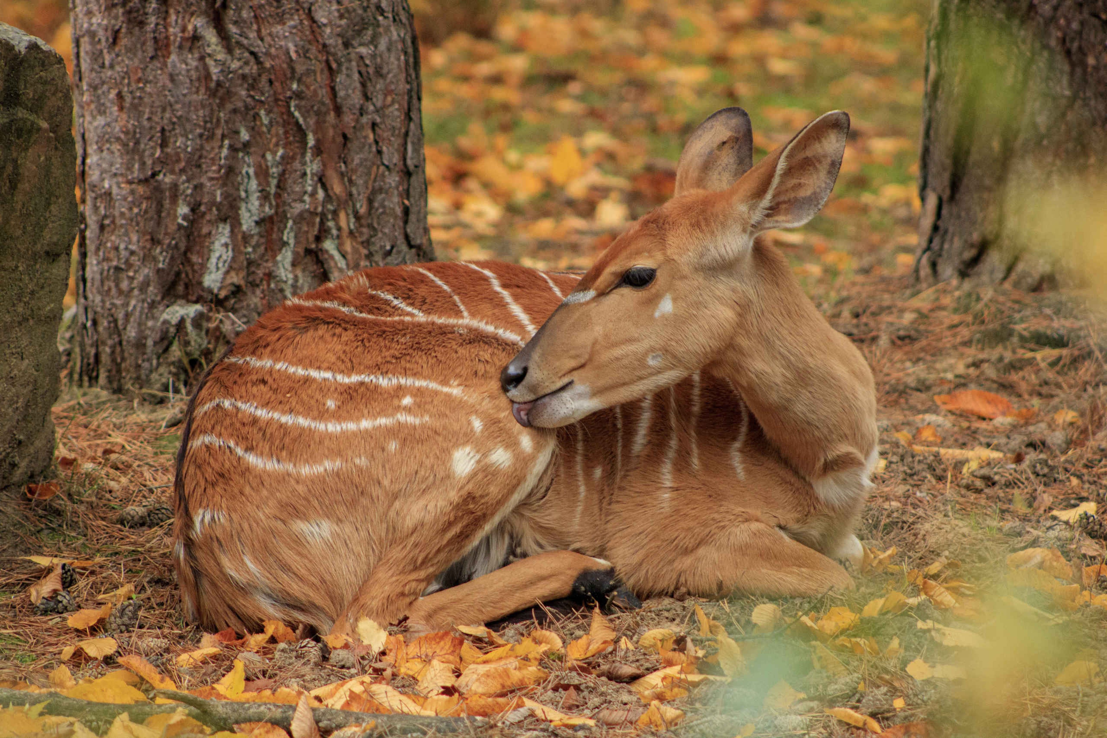 Herfst een nyala liggend in Safaripark Beekse Bergen