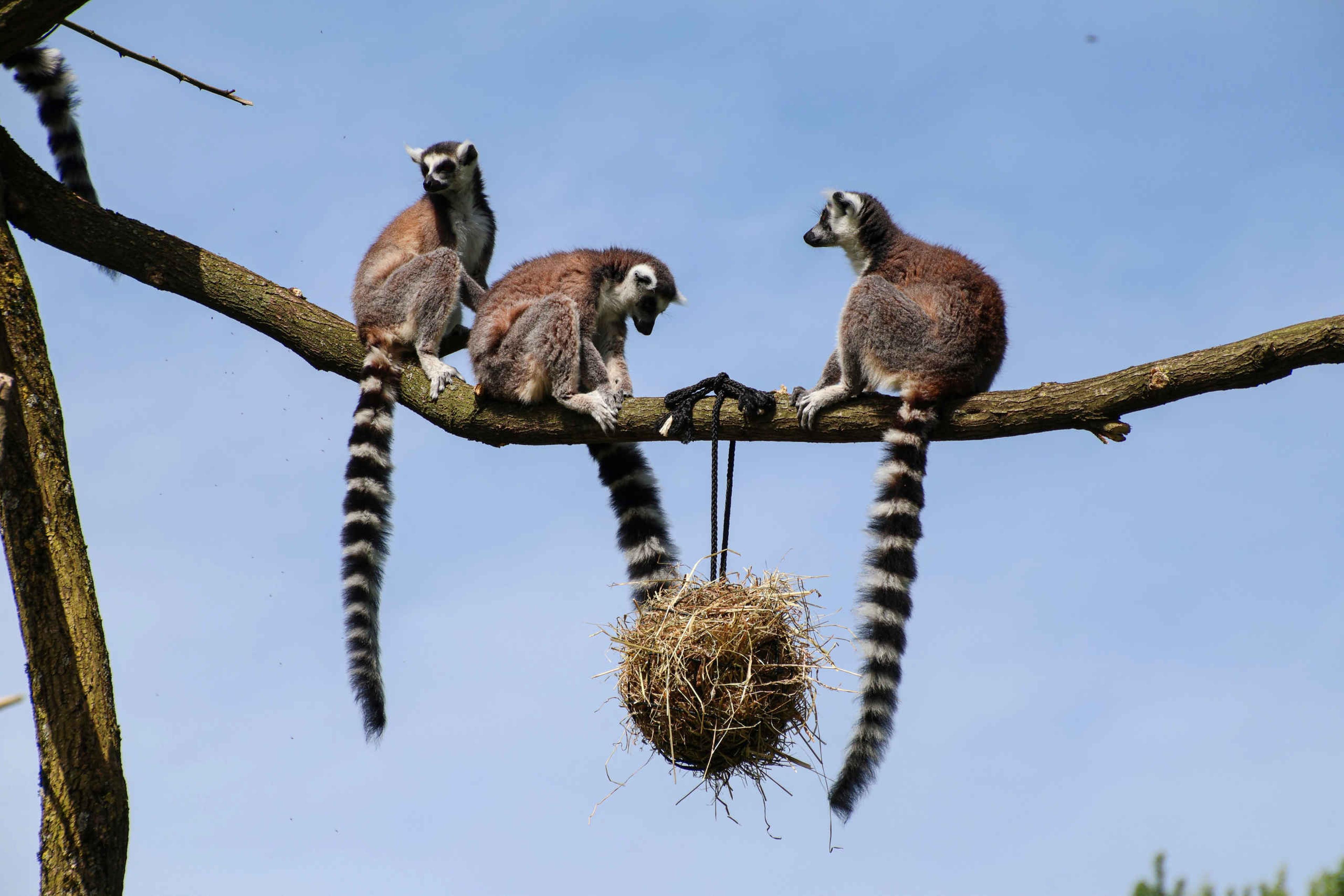 Ringstaartmaki's zitten op touw bij eten ZooParc Overloon