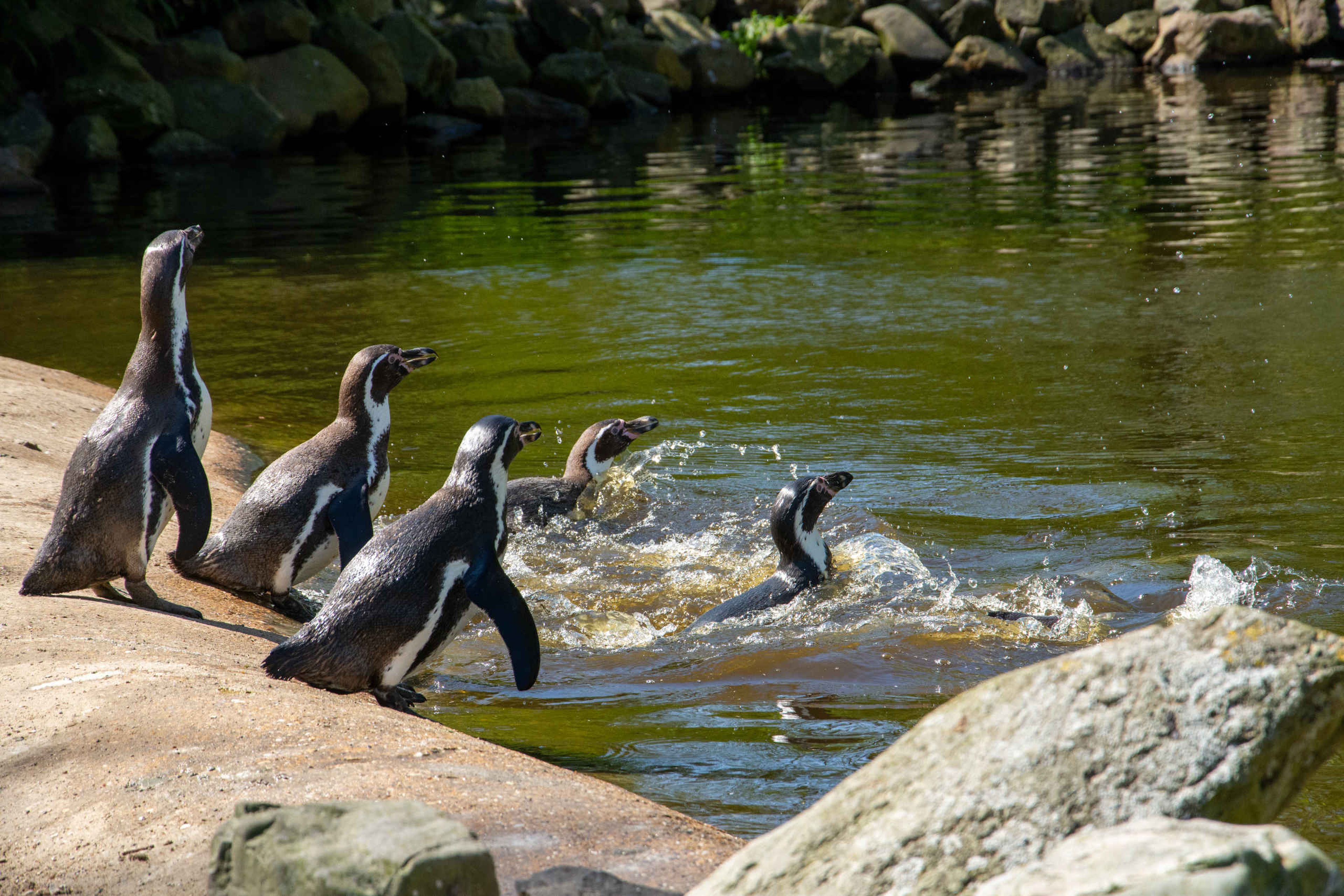 Pinguïn groep in het water AquaZoo Leeuwarden