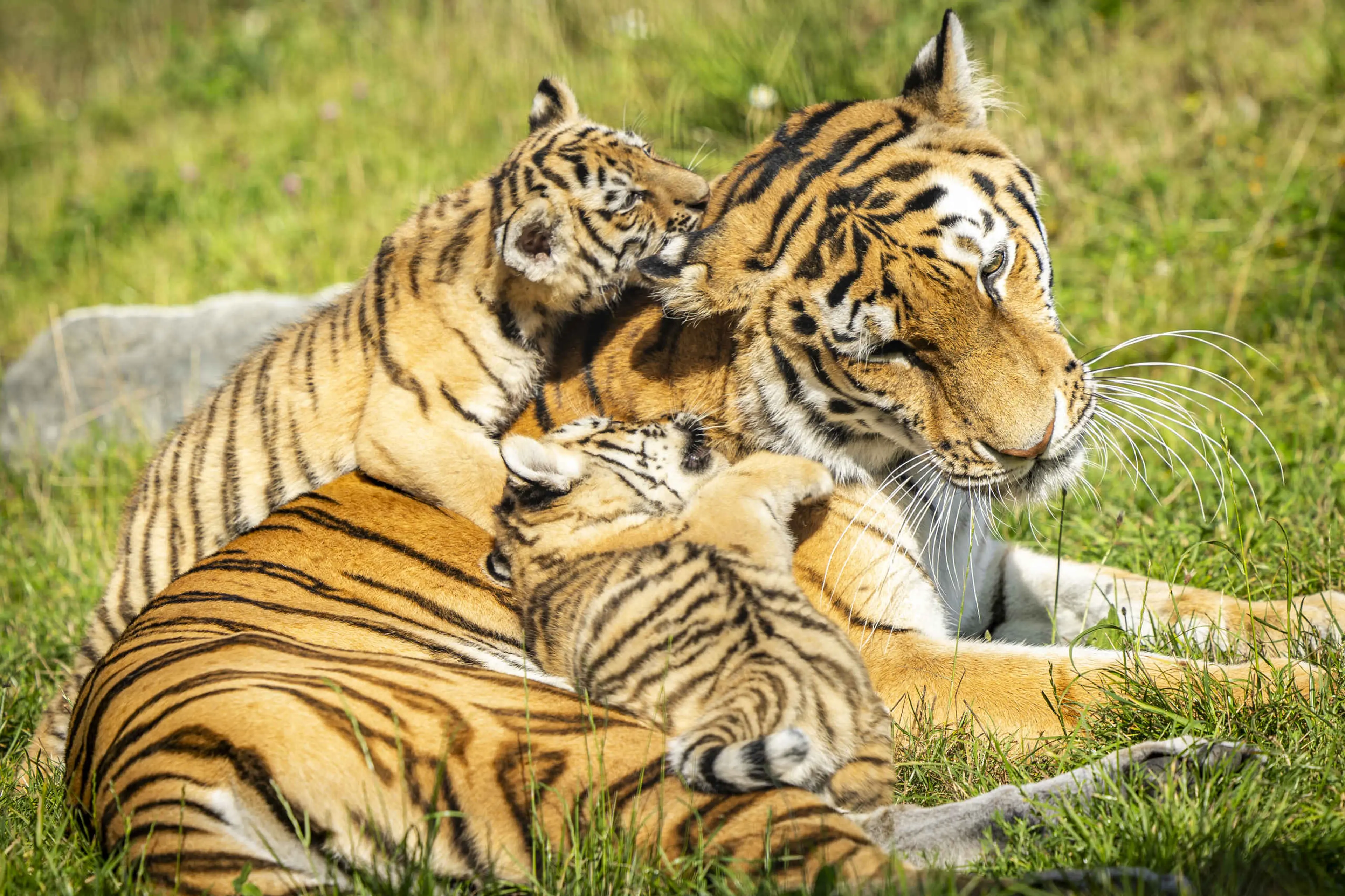Tijger moeder met tijgerwelpjes AquaZoo Leeuwarden