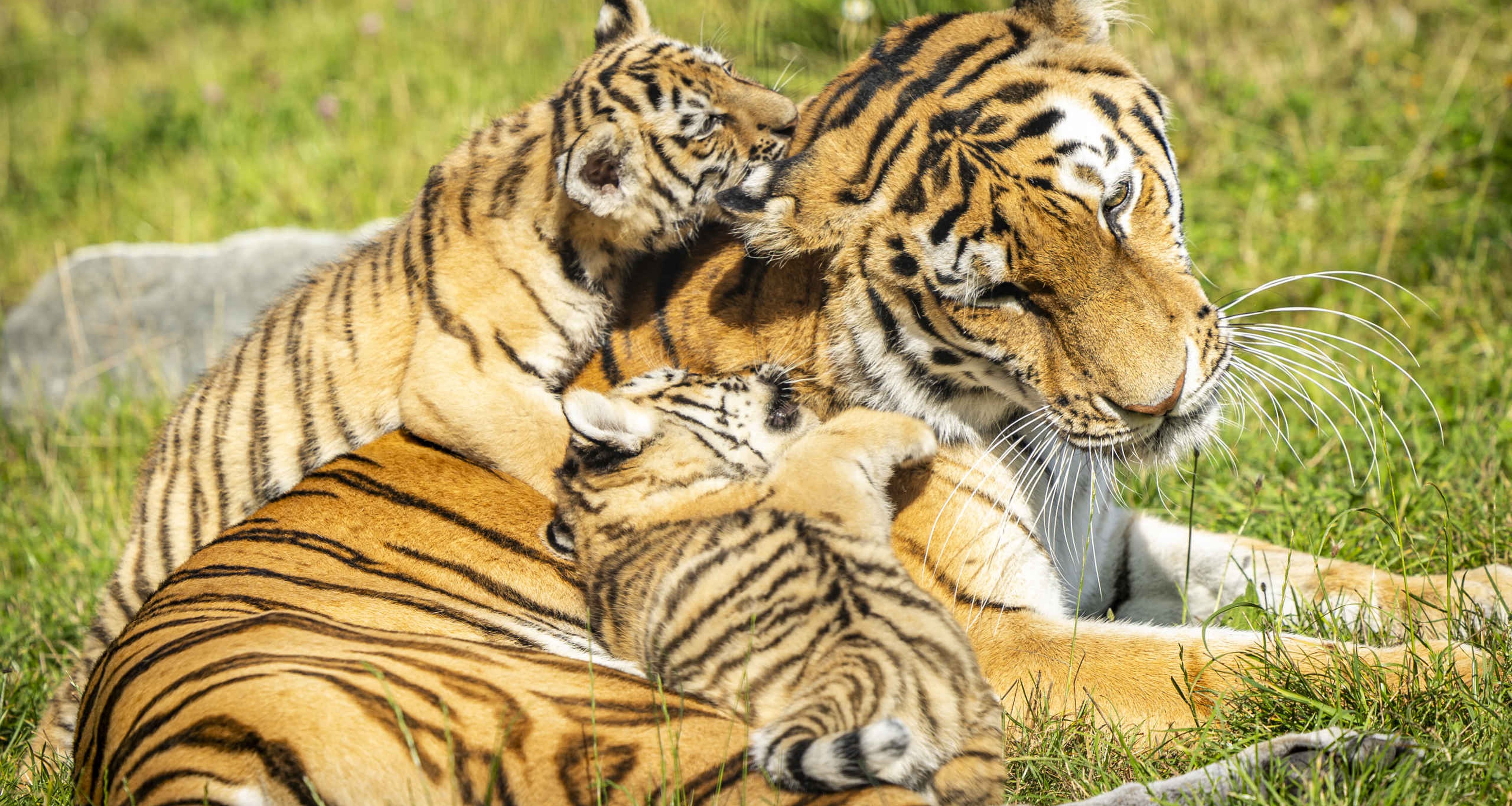 Tijger moeder met tijgerwelpjes AquaZoo Leeuwarden