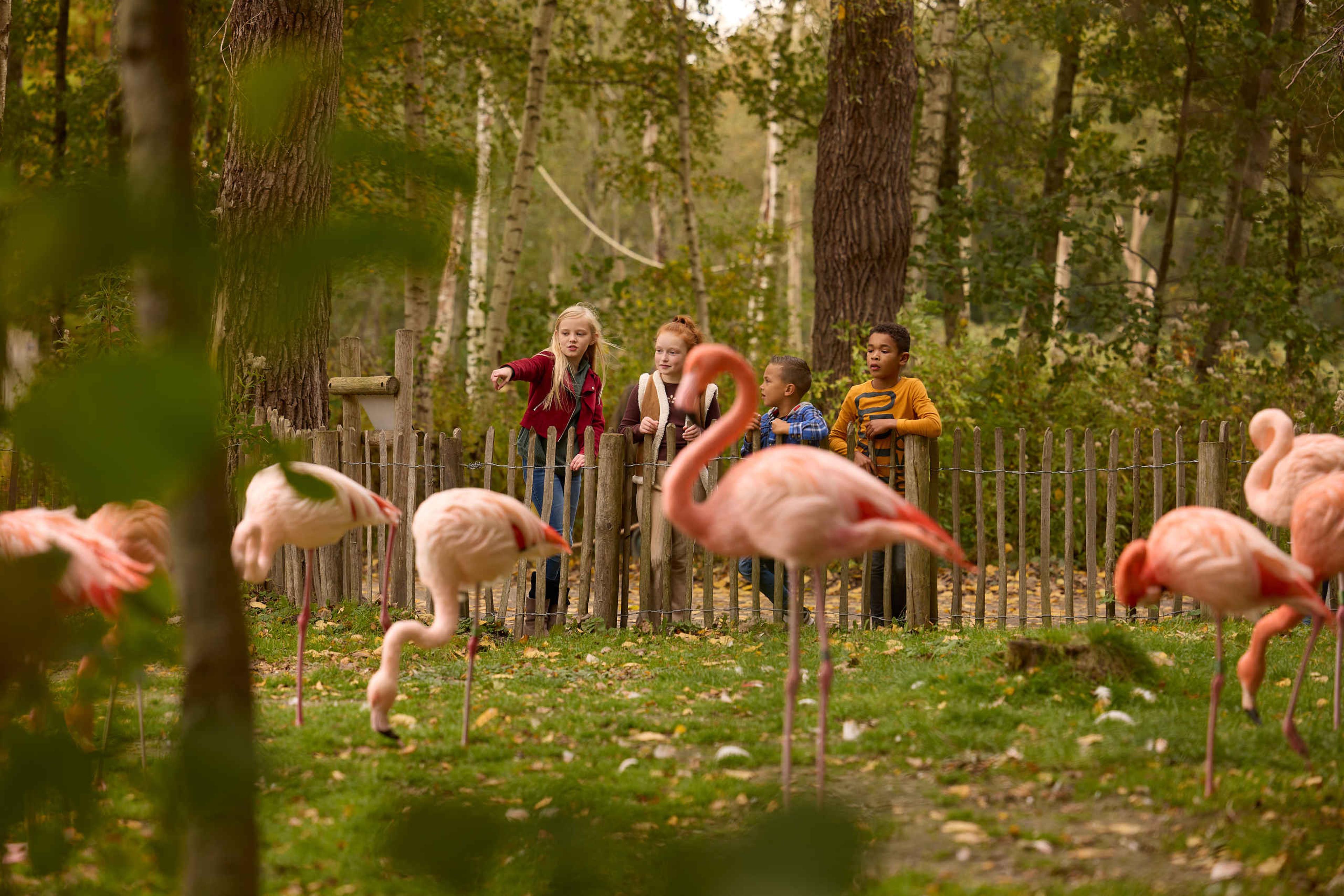 Kinderen bij de flamingo's in AquaZoo Leeuwarden