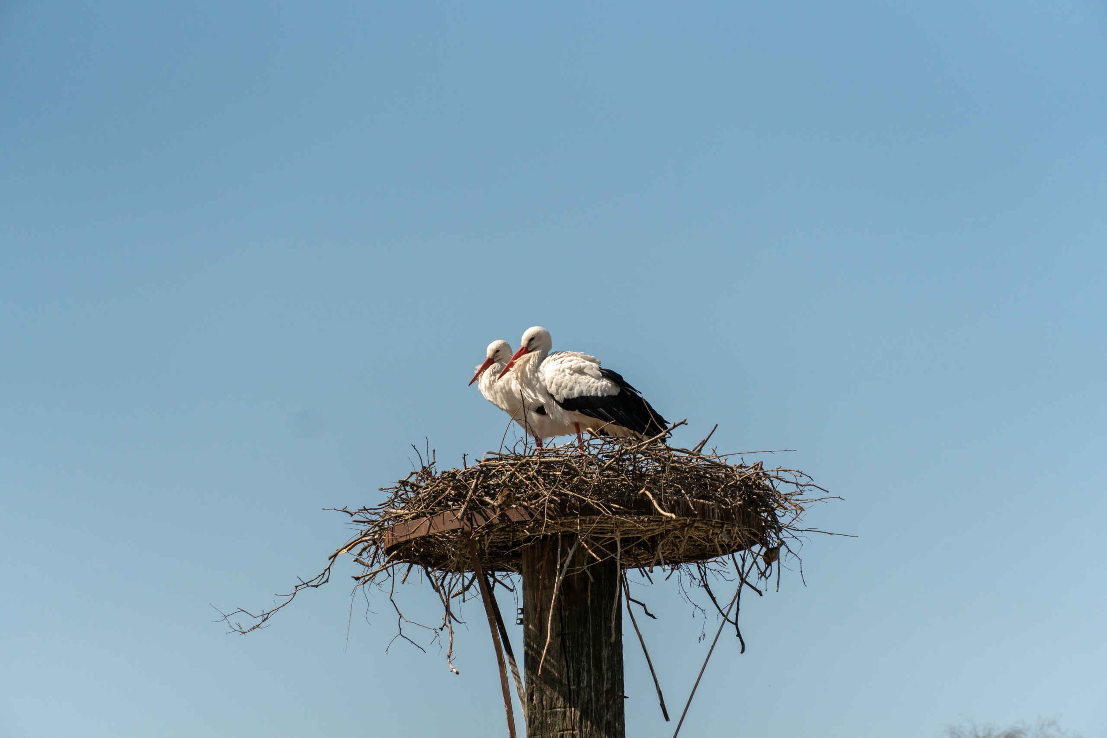 Een ooievaarsnest met jongen bij de entree van Eindhoven Zoo.