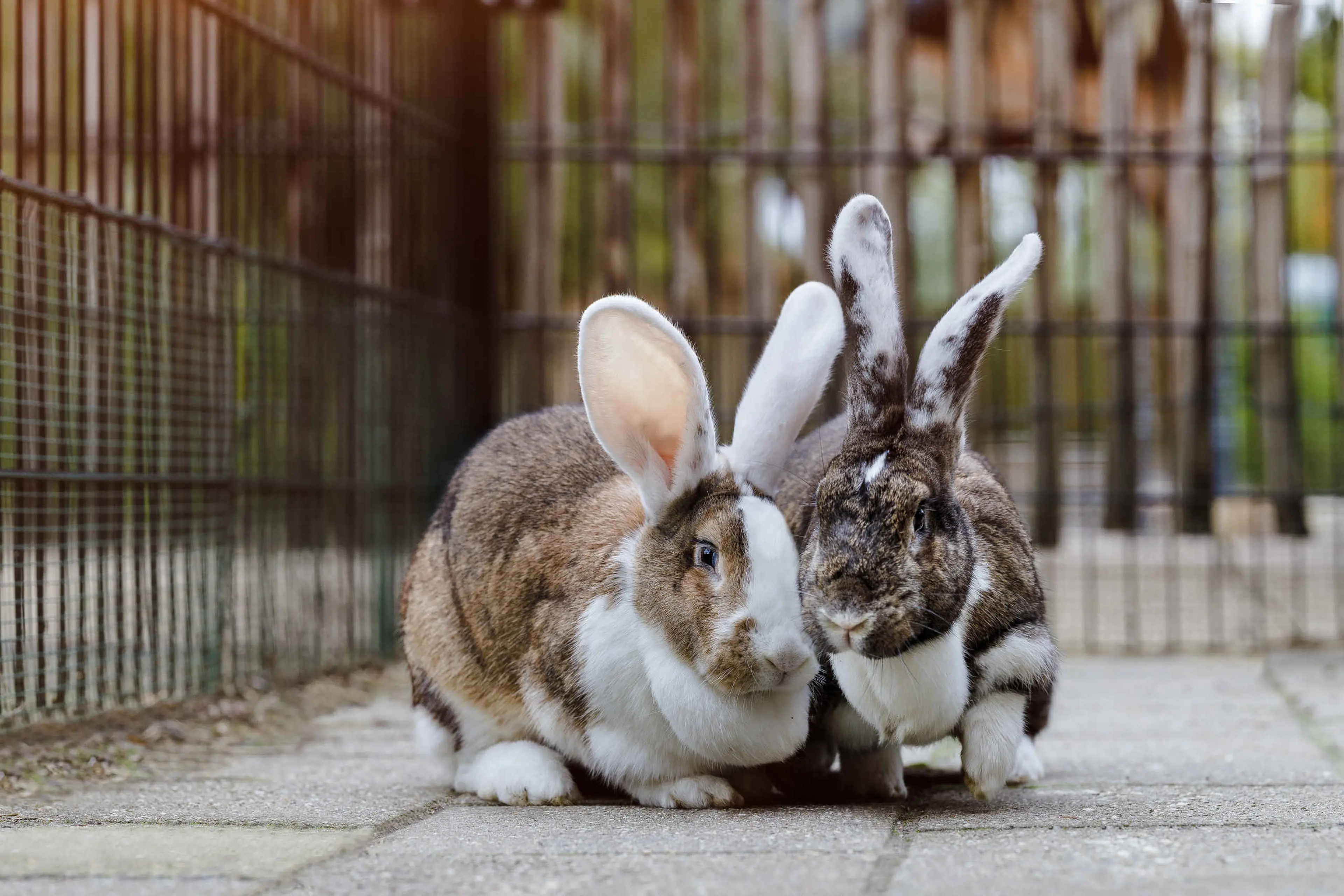 Twee hangoor konijnen bij Vakantiepark Dierenbos